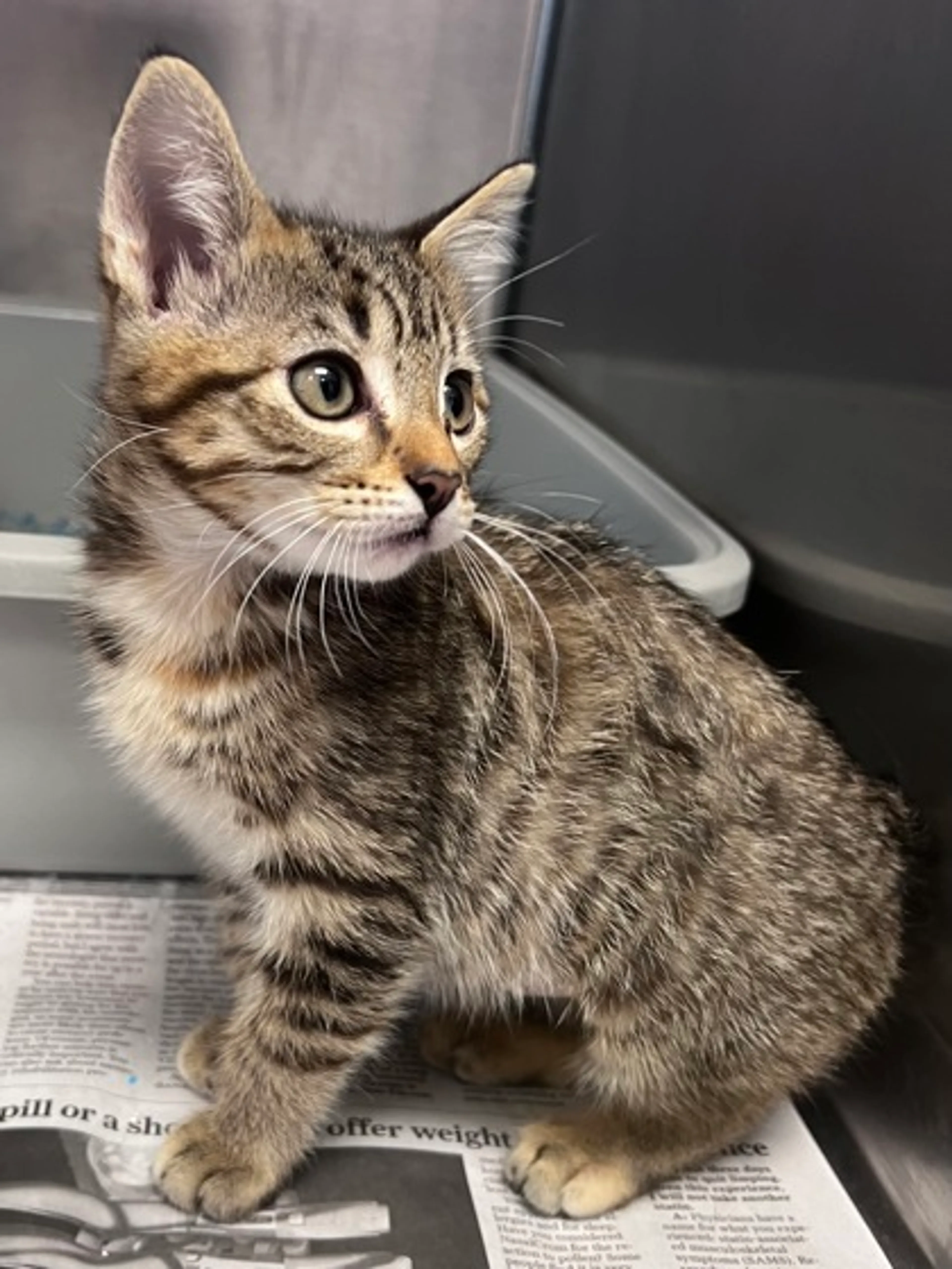 Found pet-2