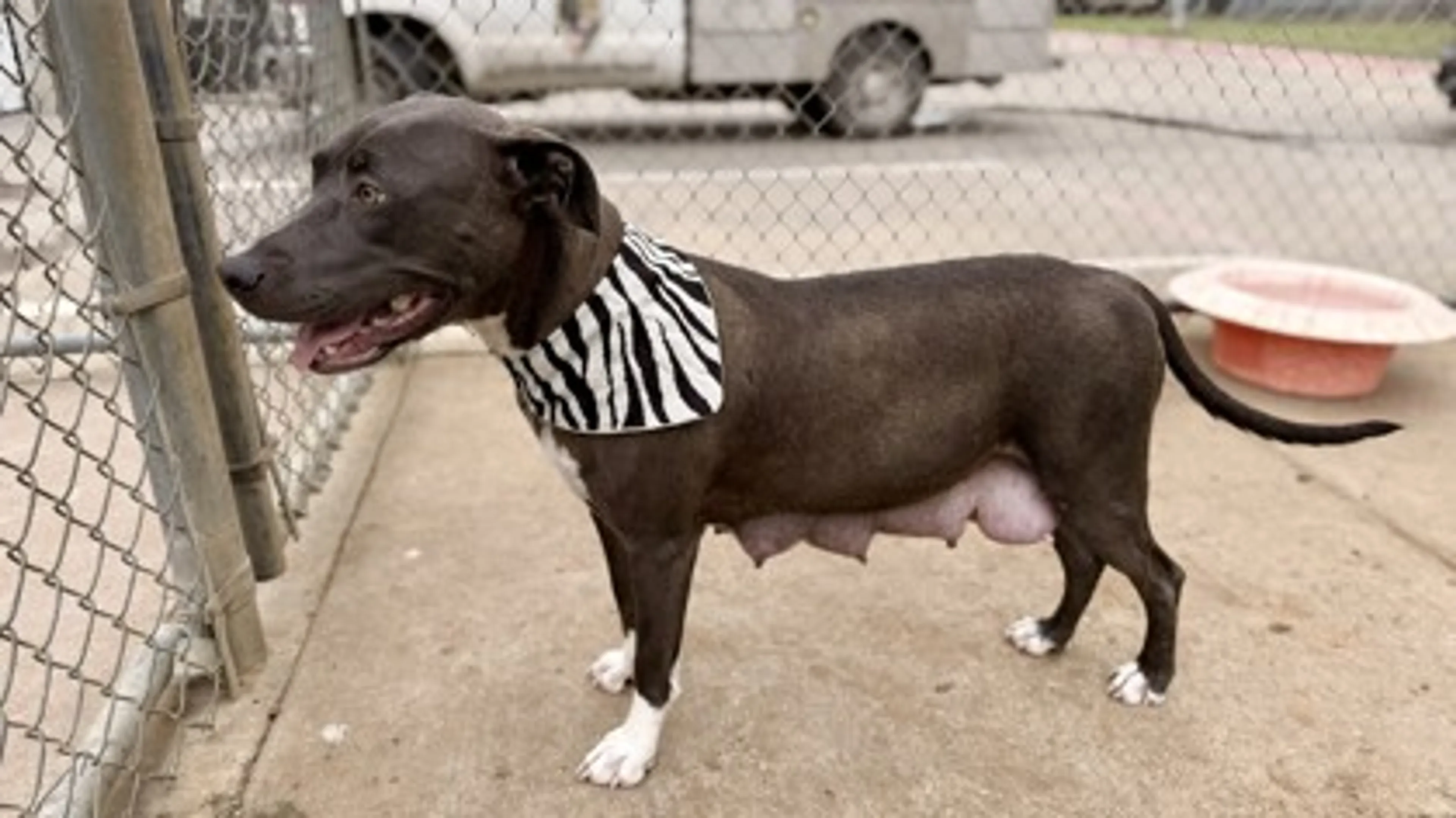 Found pet-1
