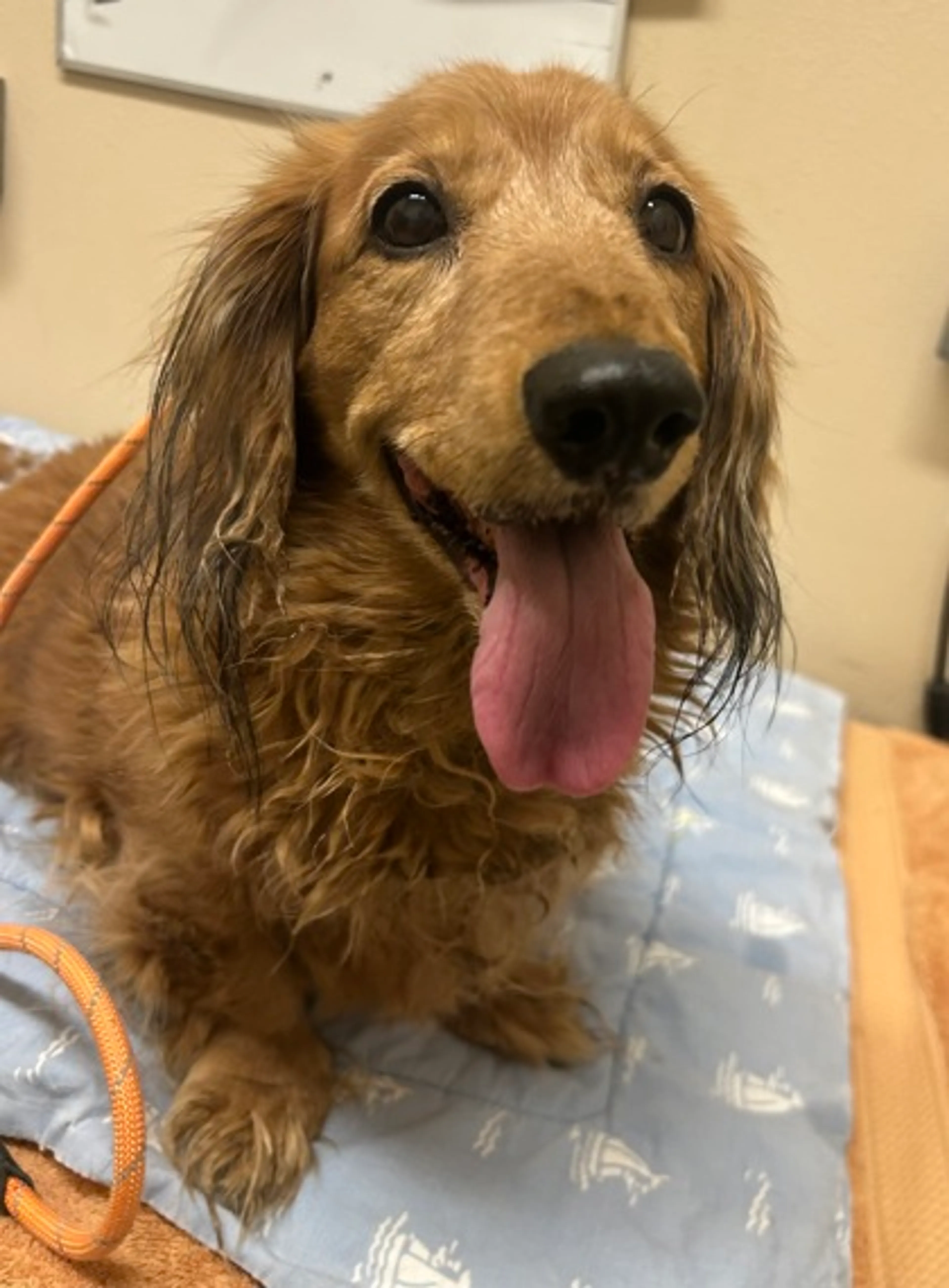 Found pet-1