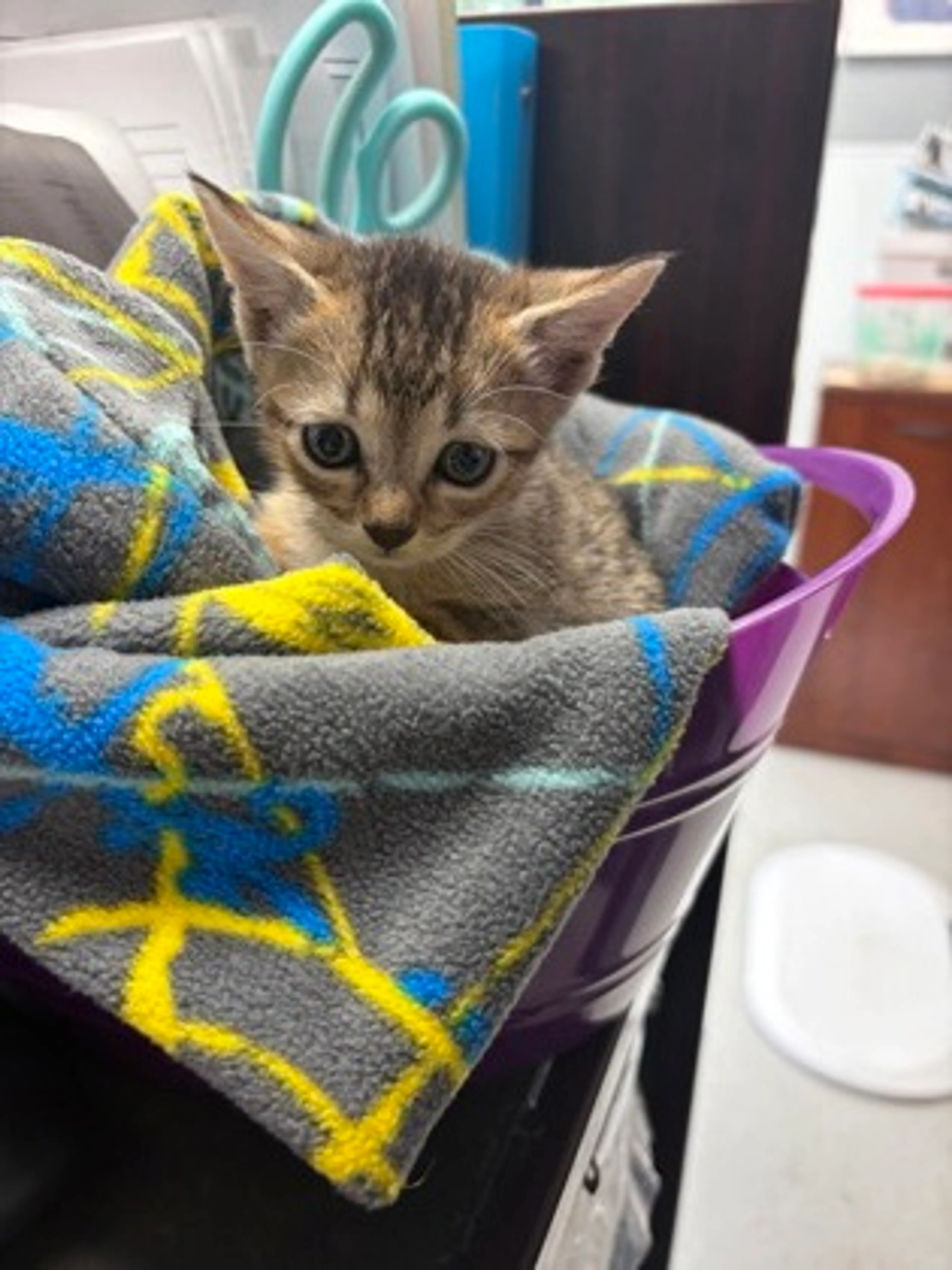 Found pet-1