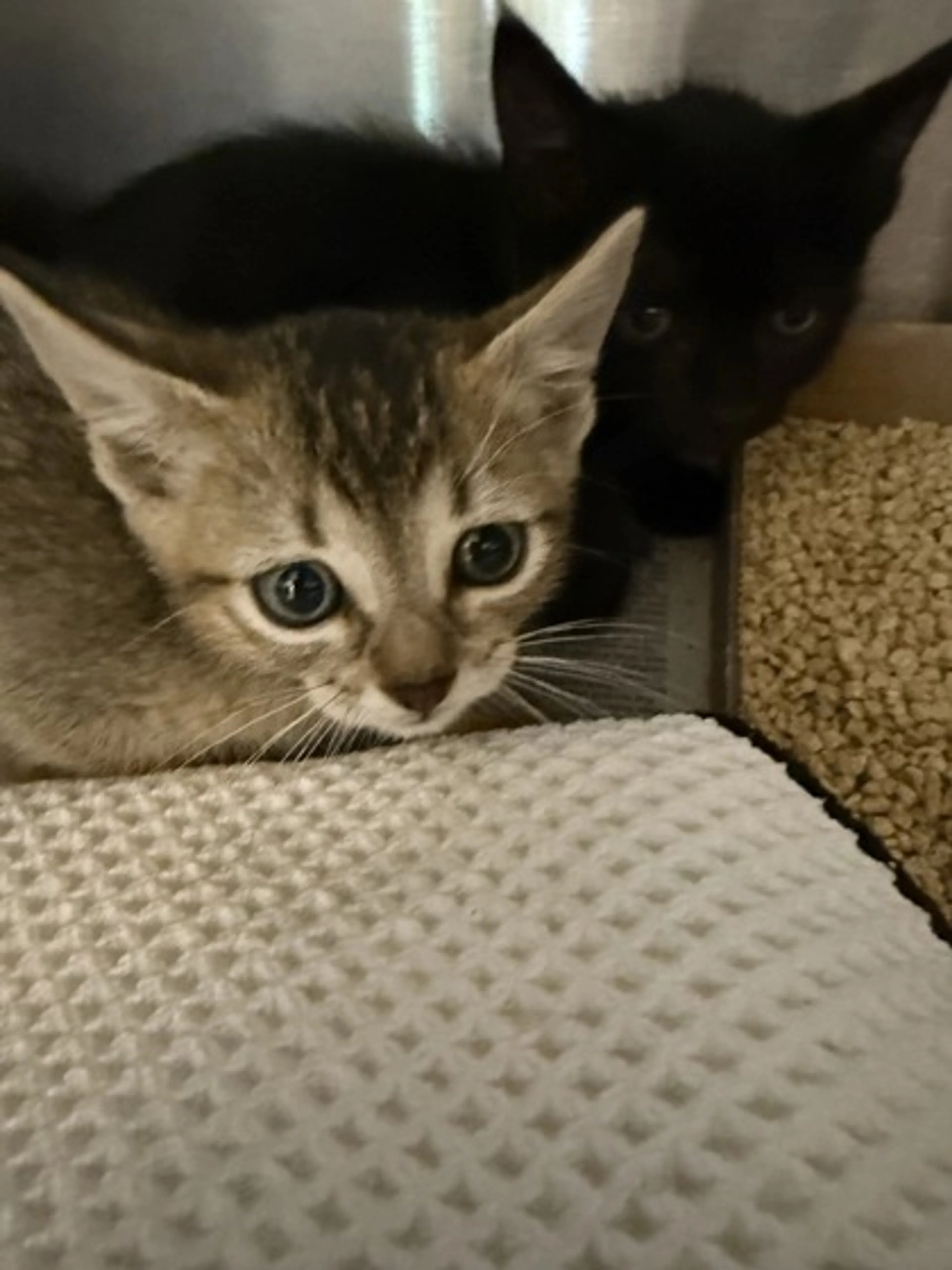 Found pet-0