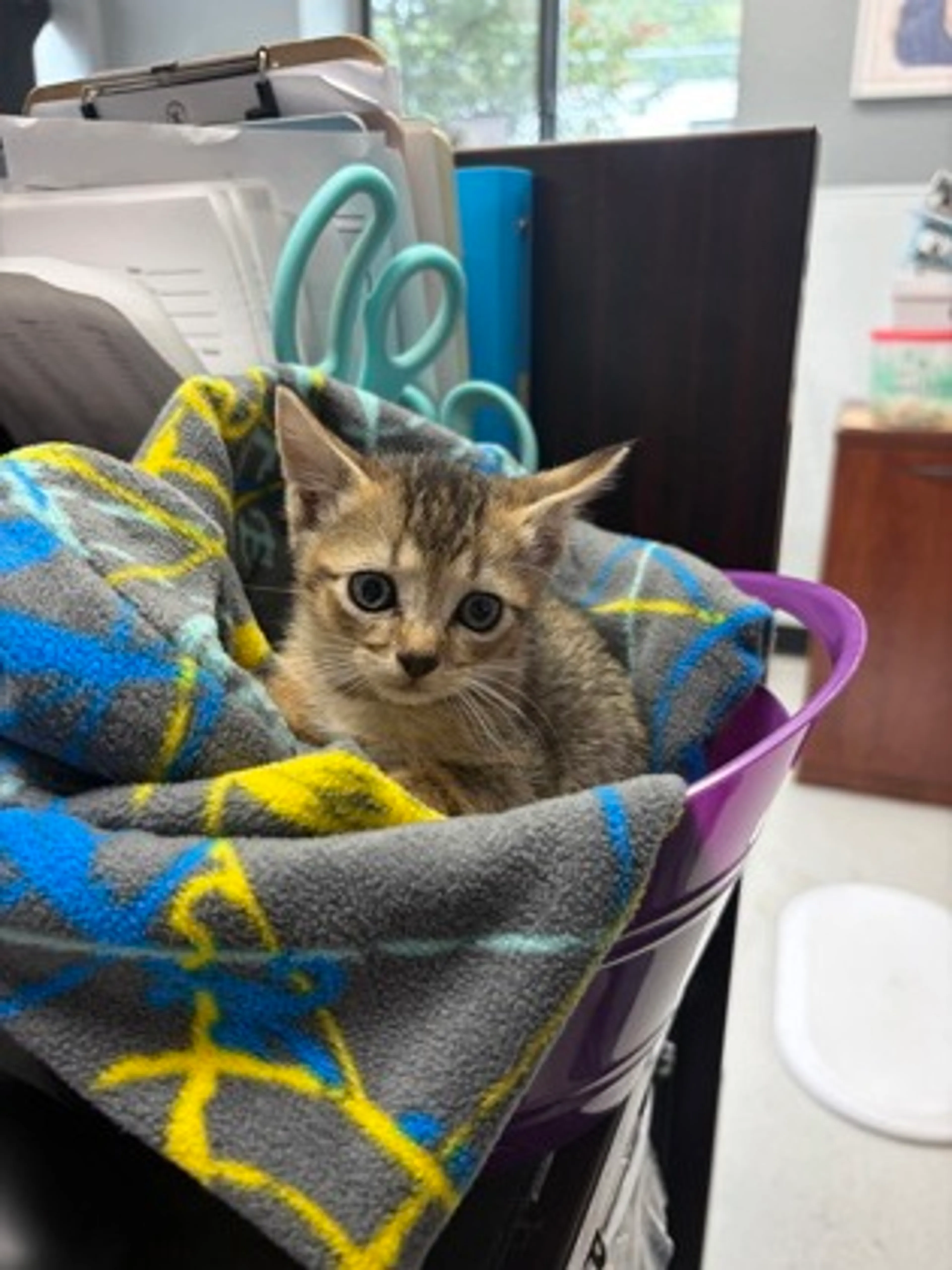 Found pet-2