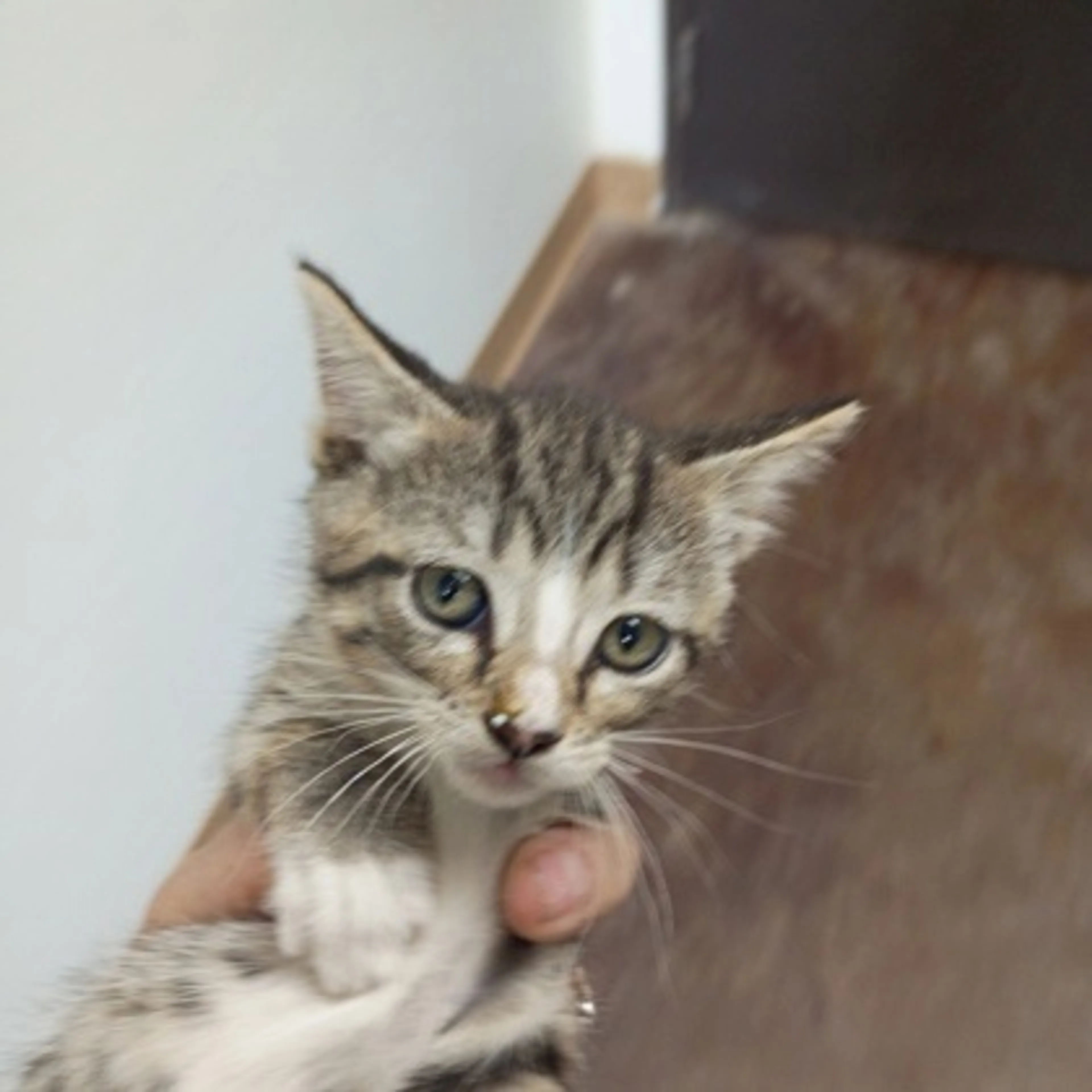 Found pet-1