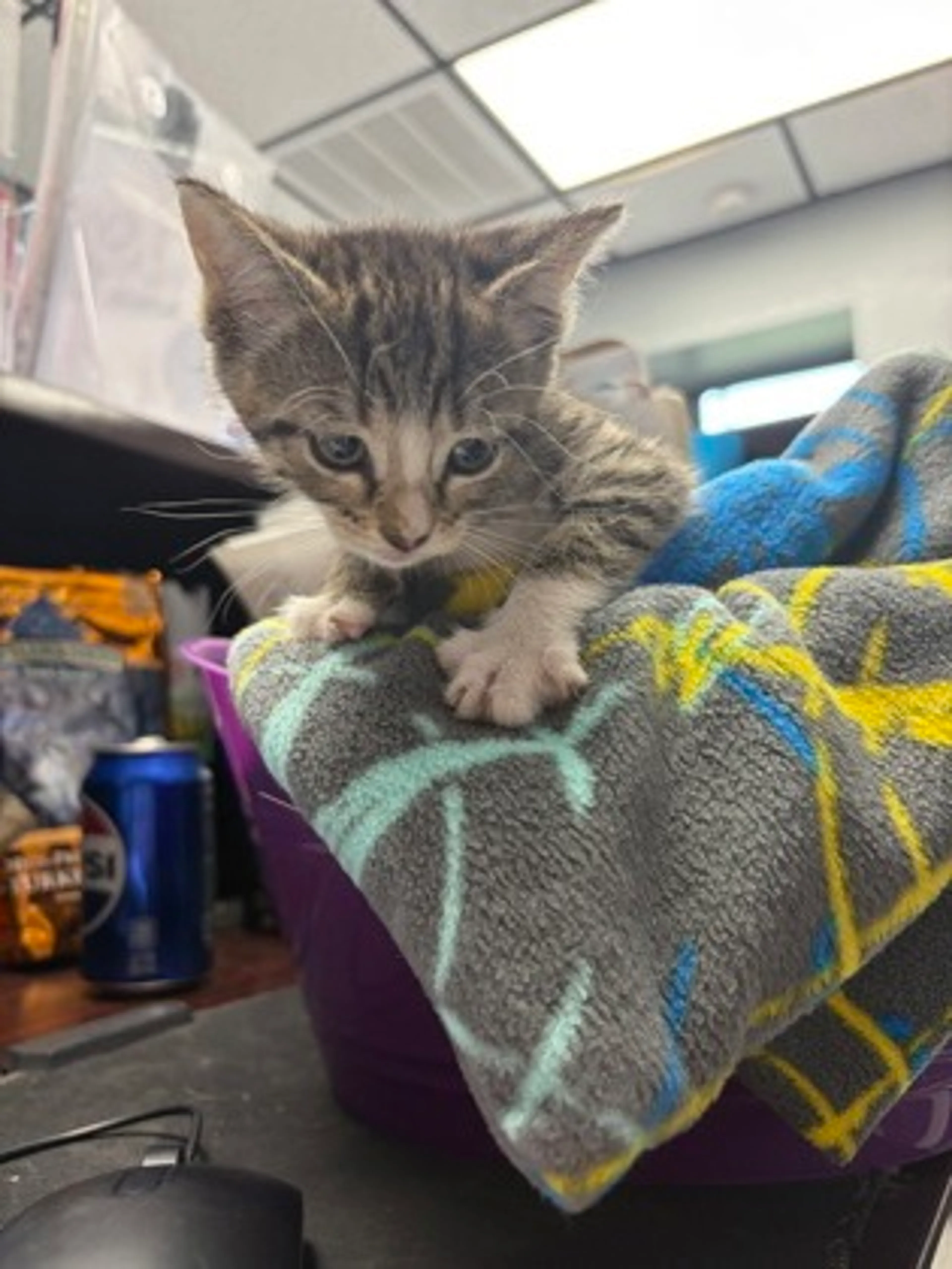 Found pet-2
