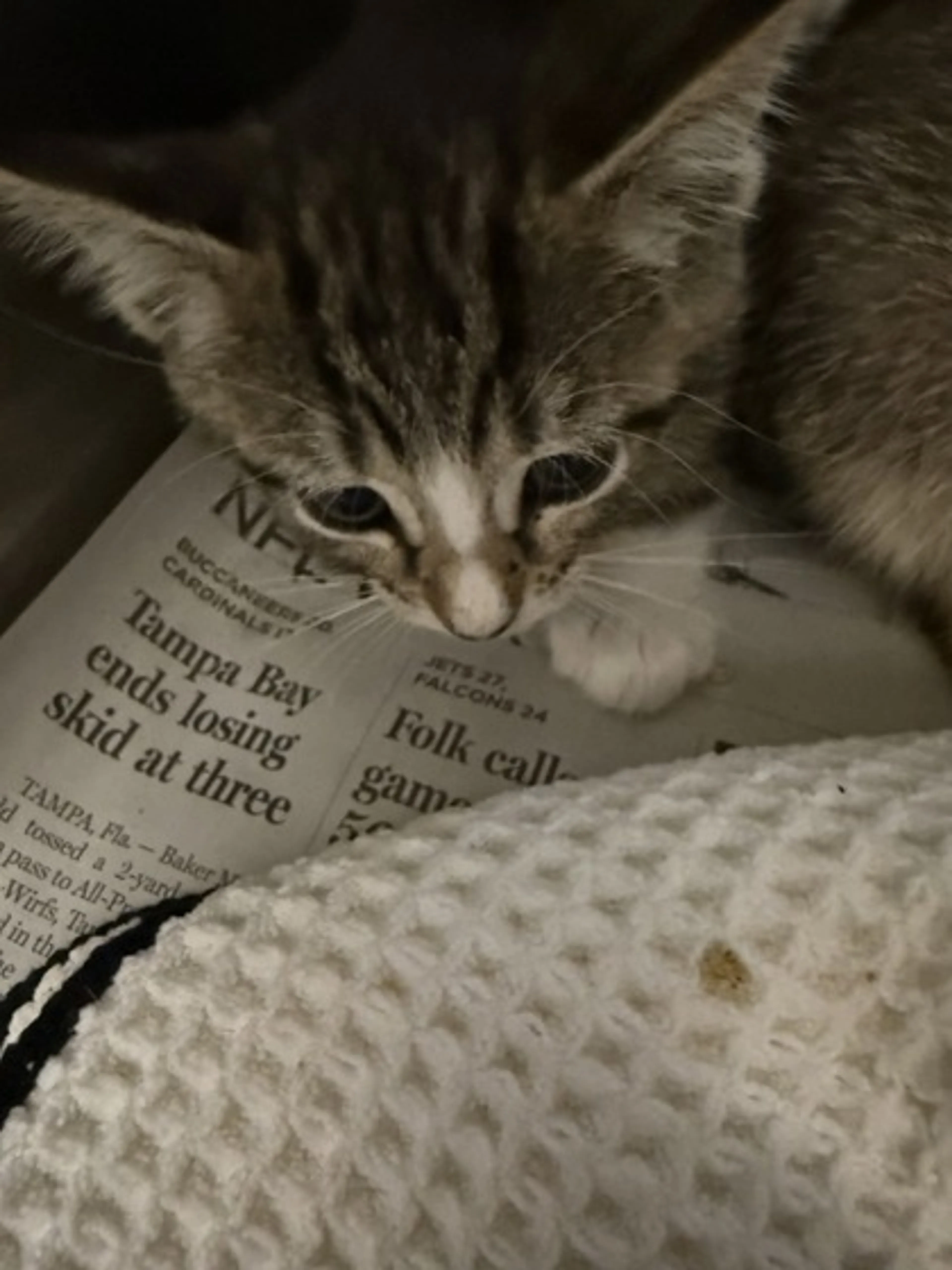 Found pet-0