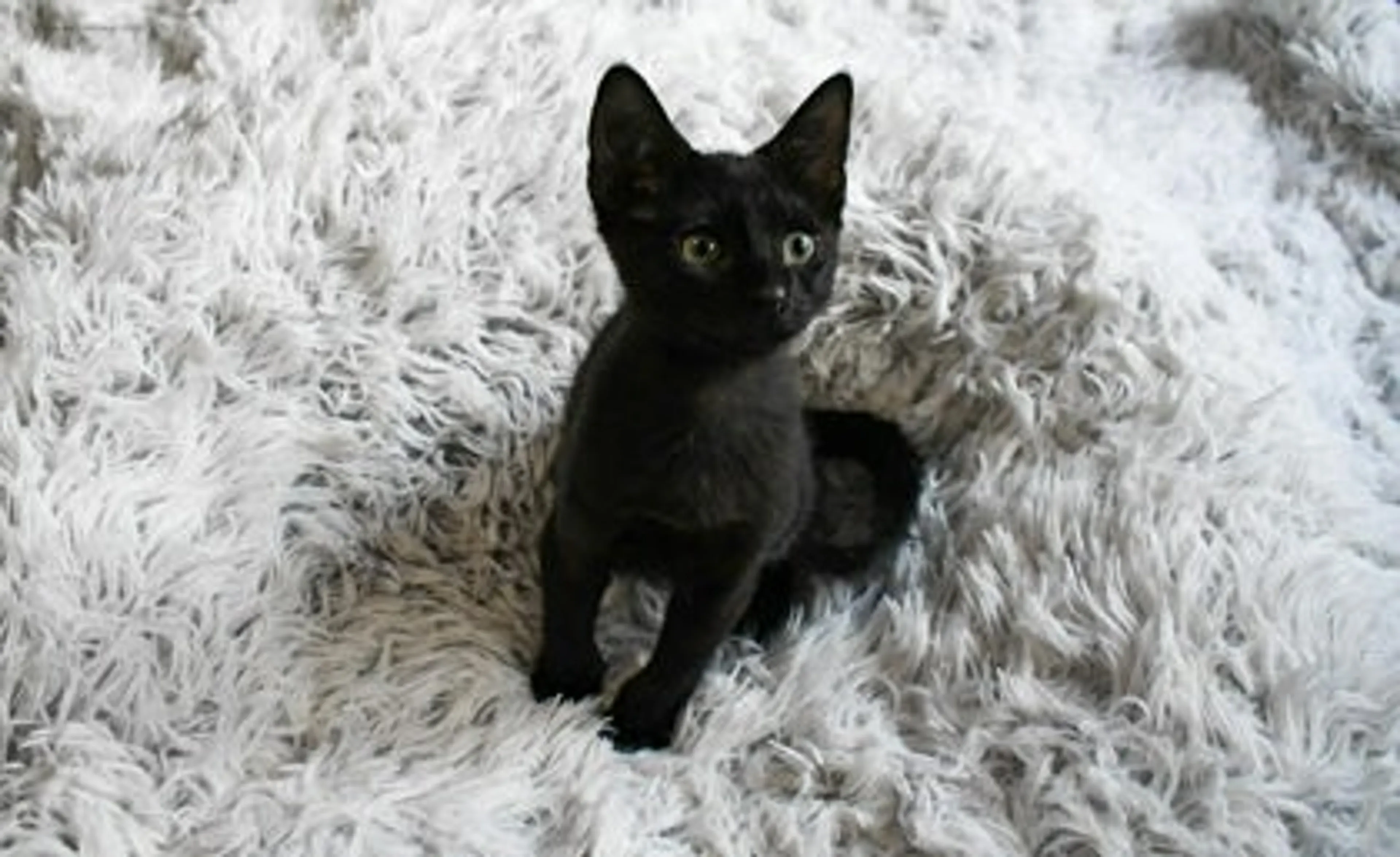 Found pet-1