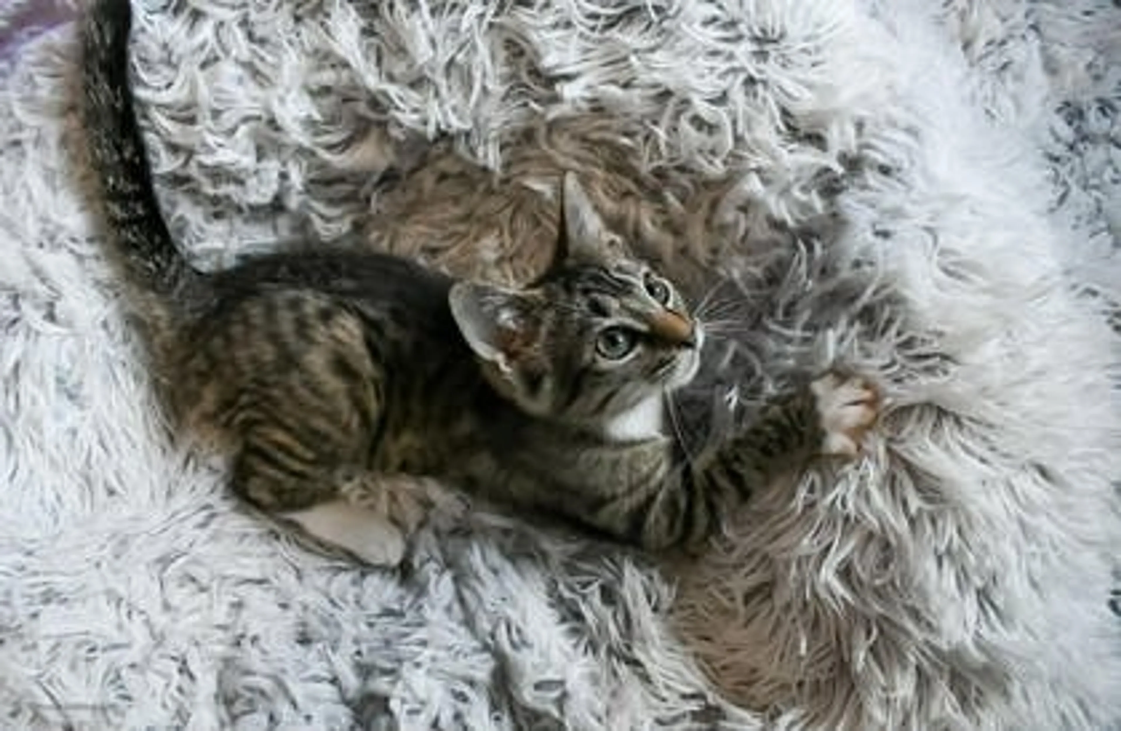 Found pet-0