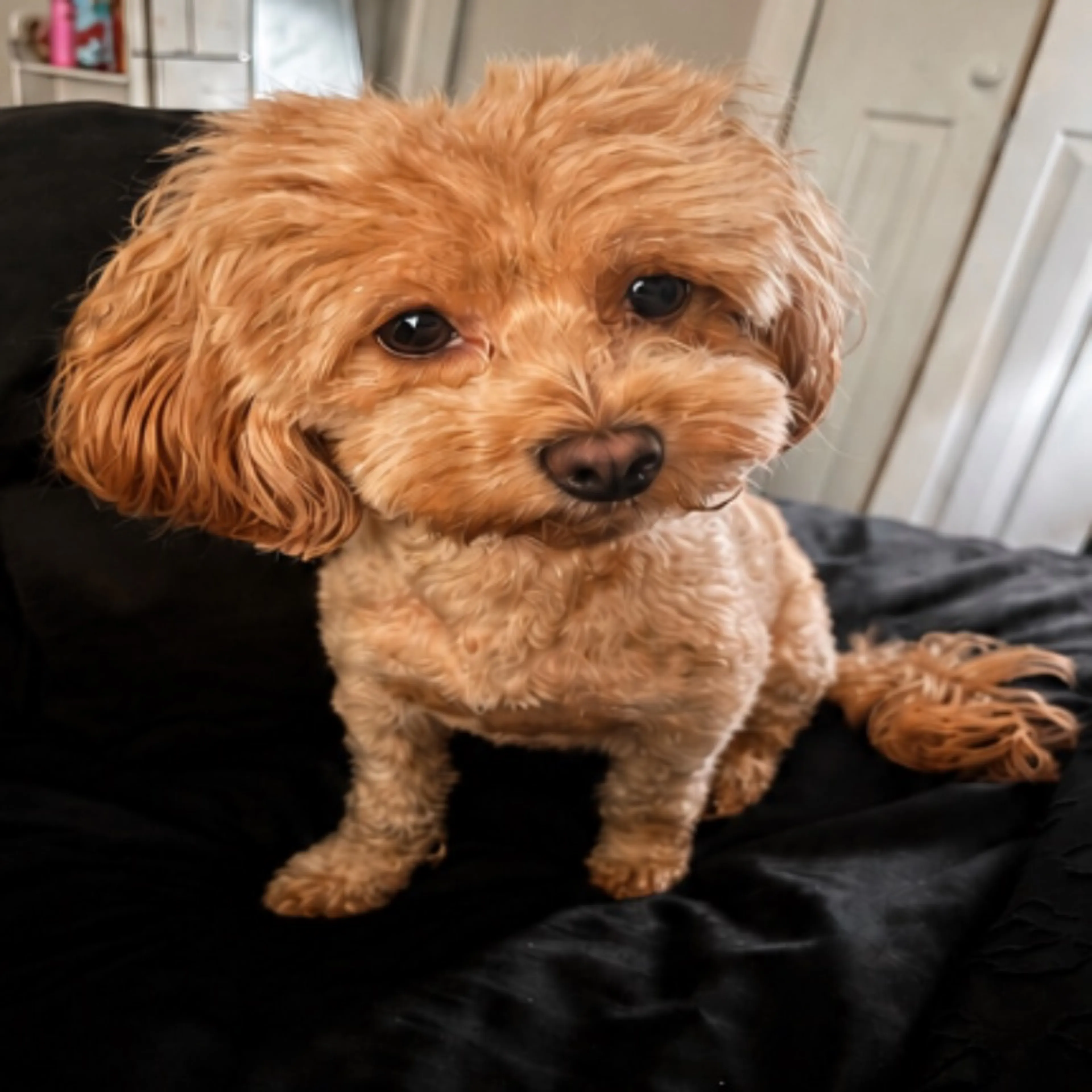 Lost pet
