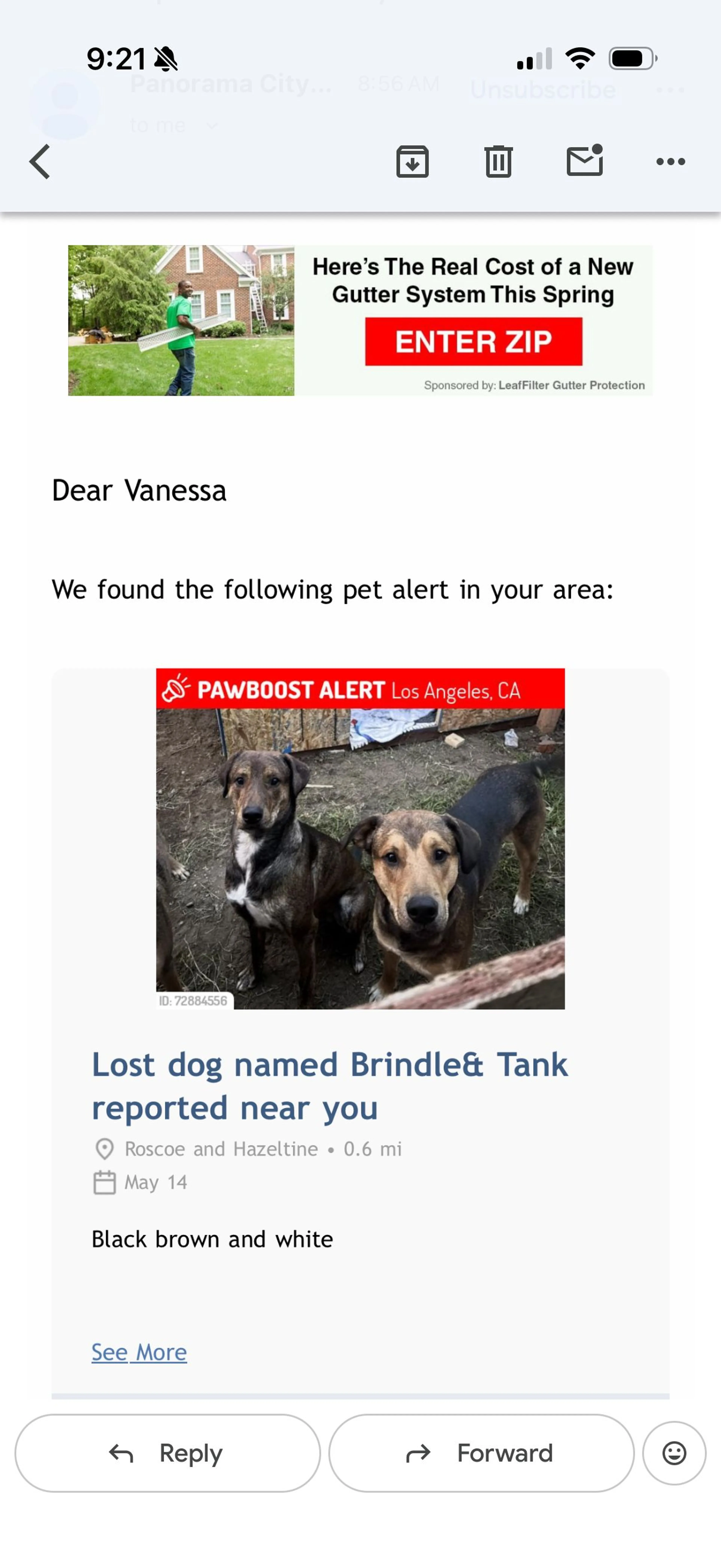 Lost pet