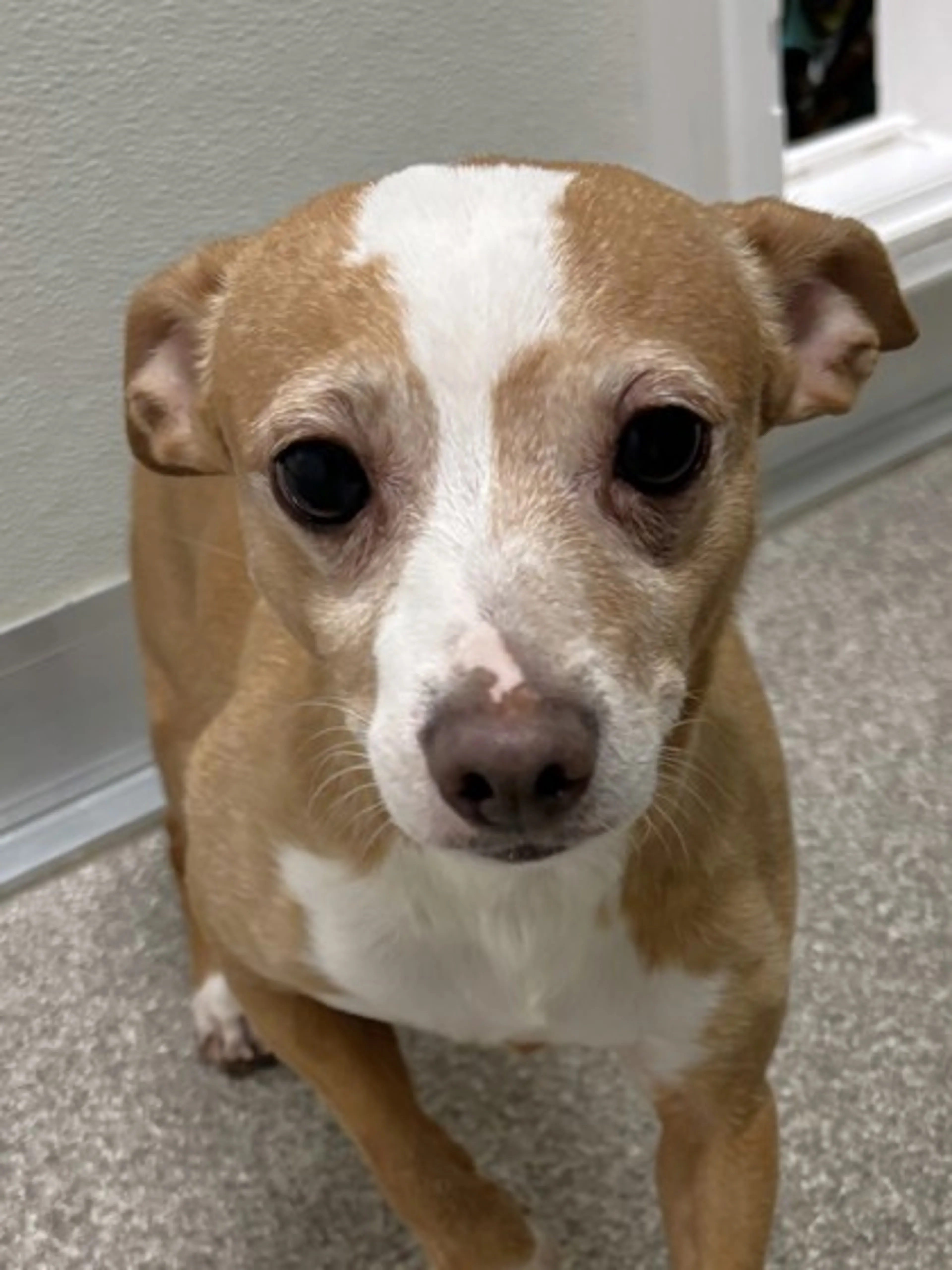 Found pet