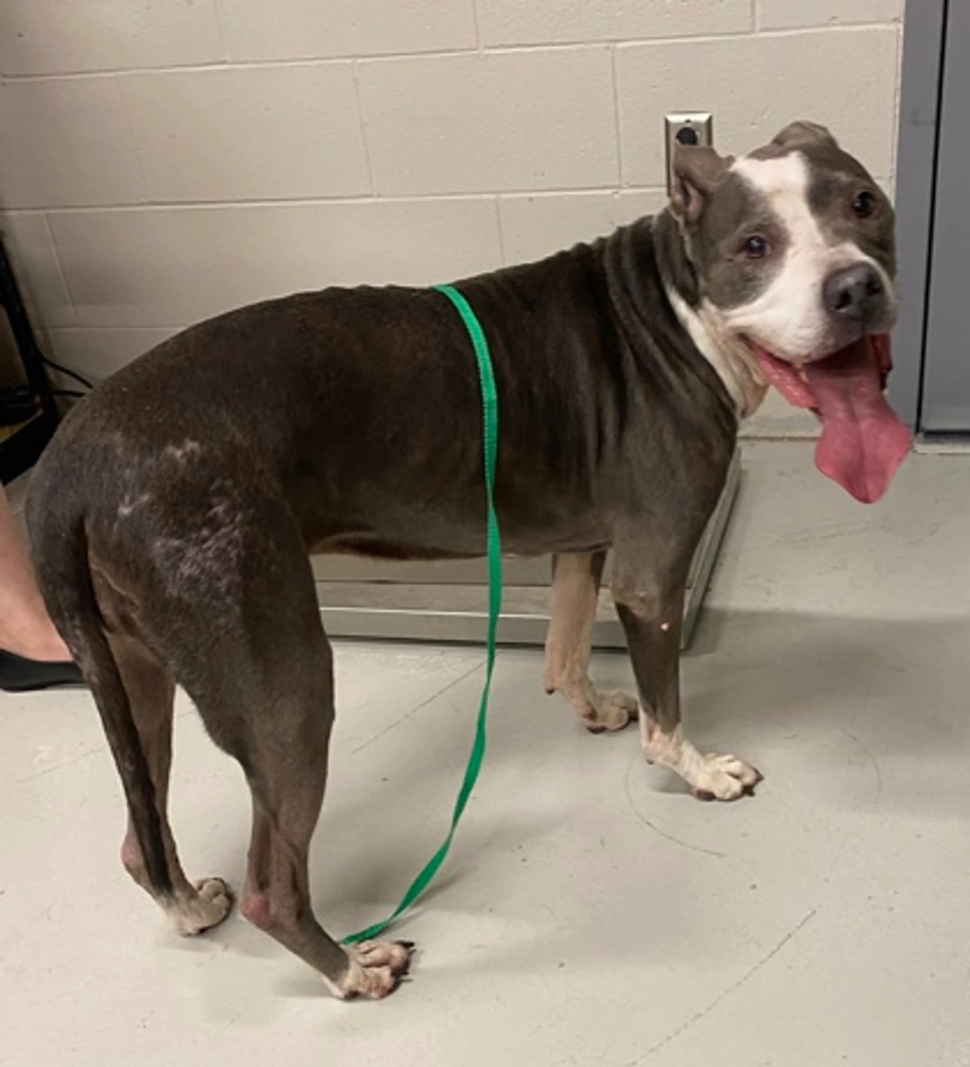 Found pet