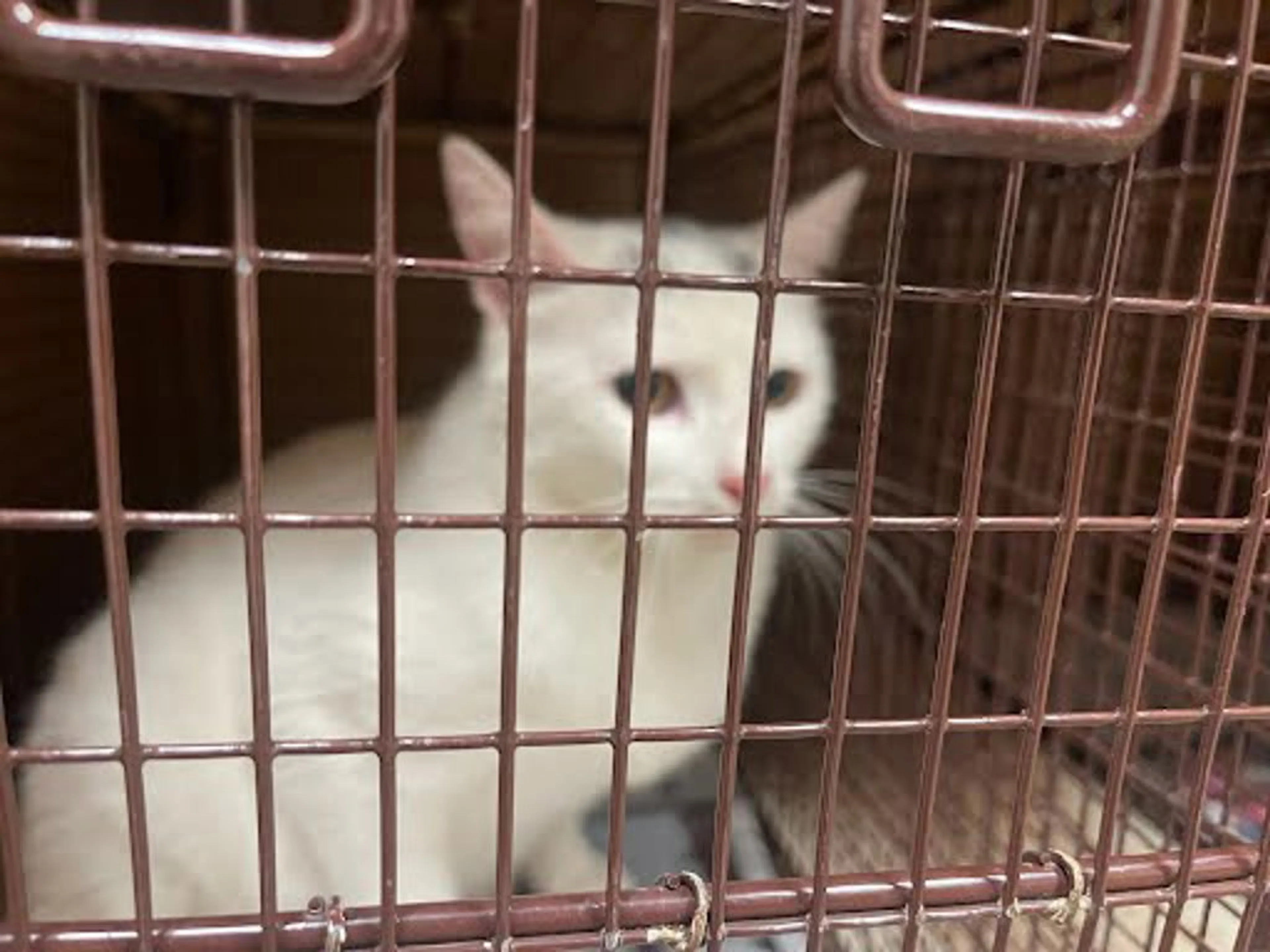 Found pet