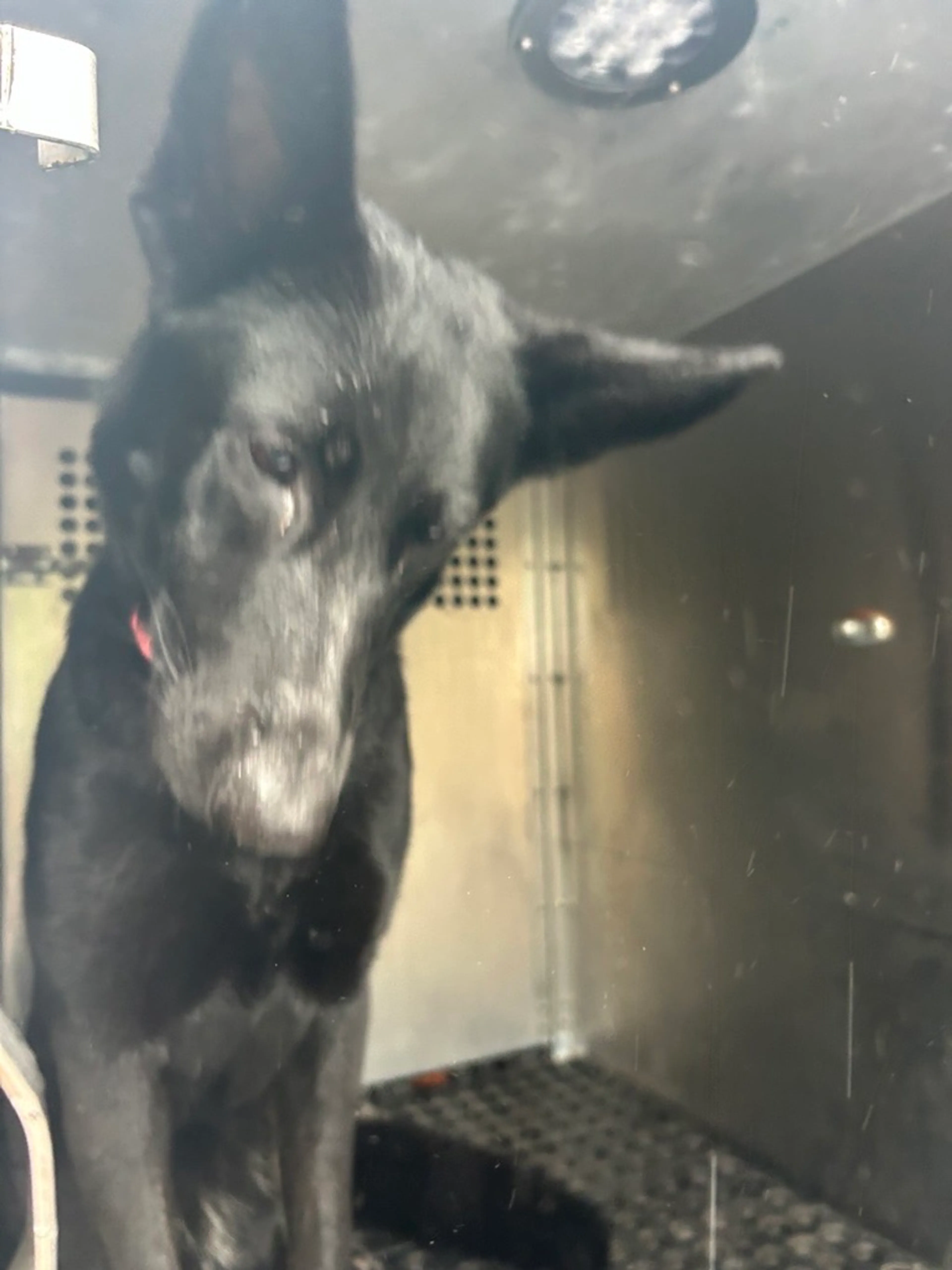 Found pet