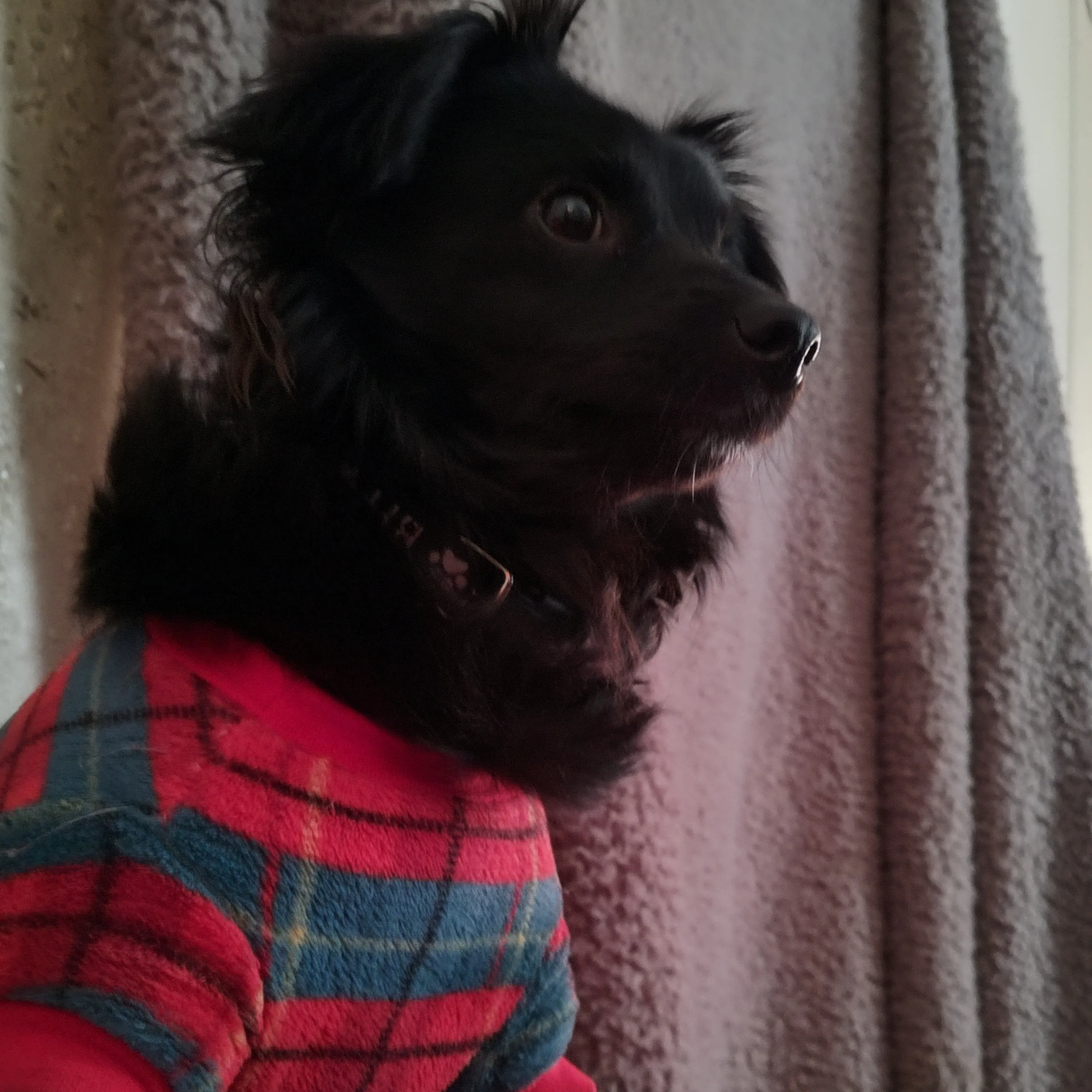 Lost pet-2