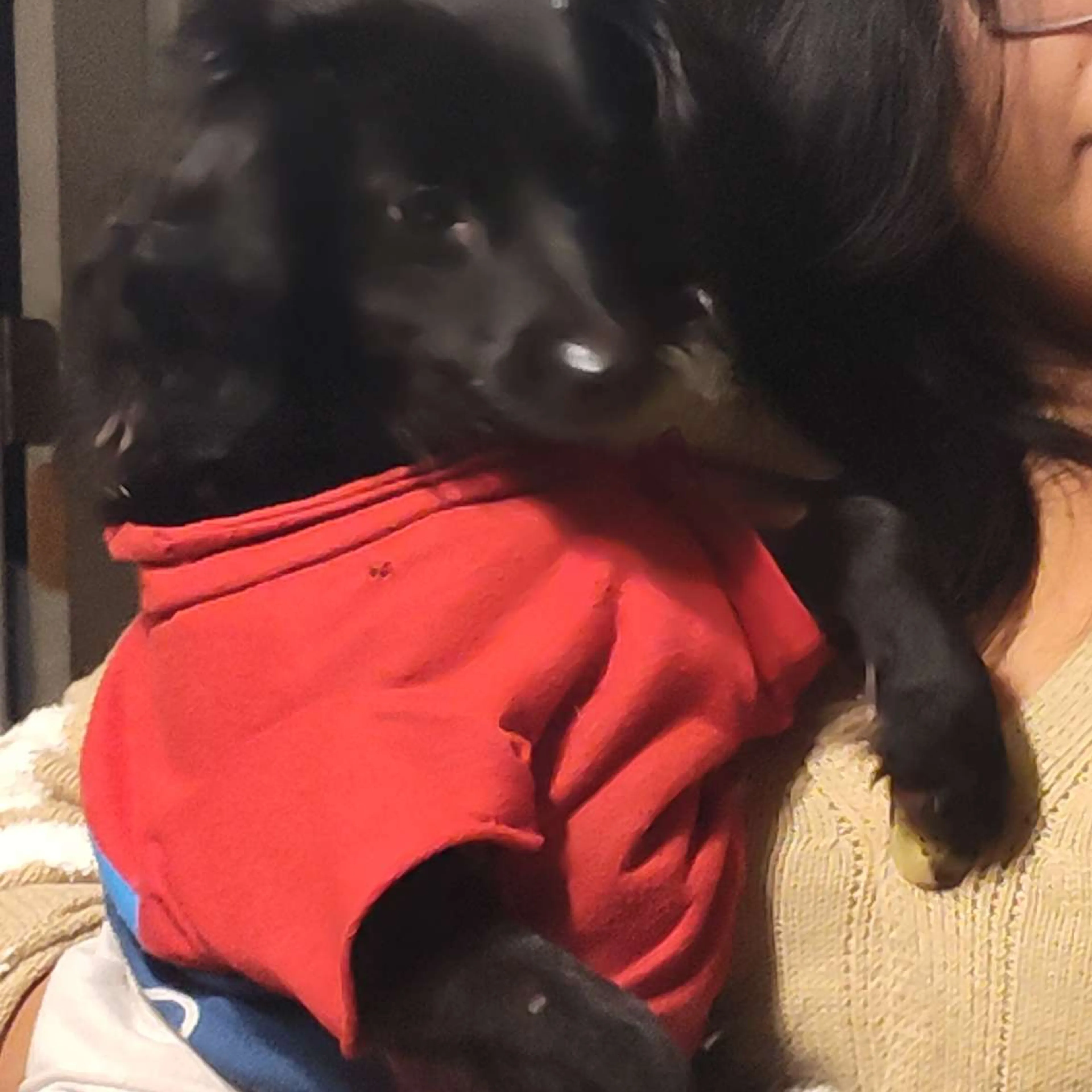 Lost pet-1