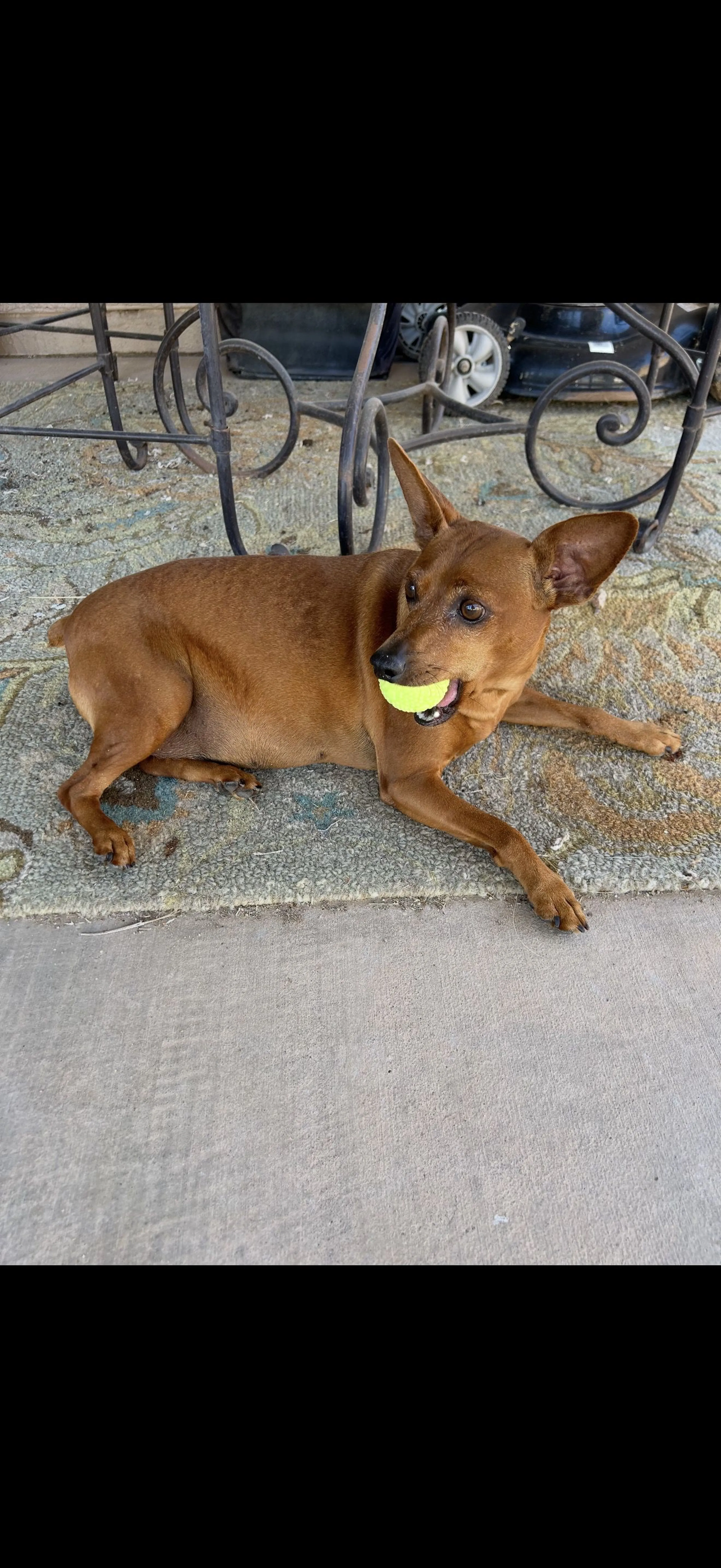 Lost pet