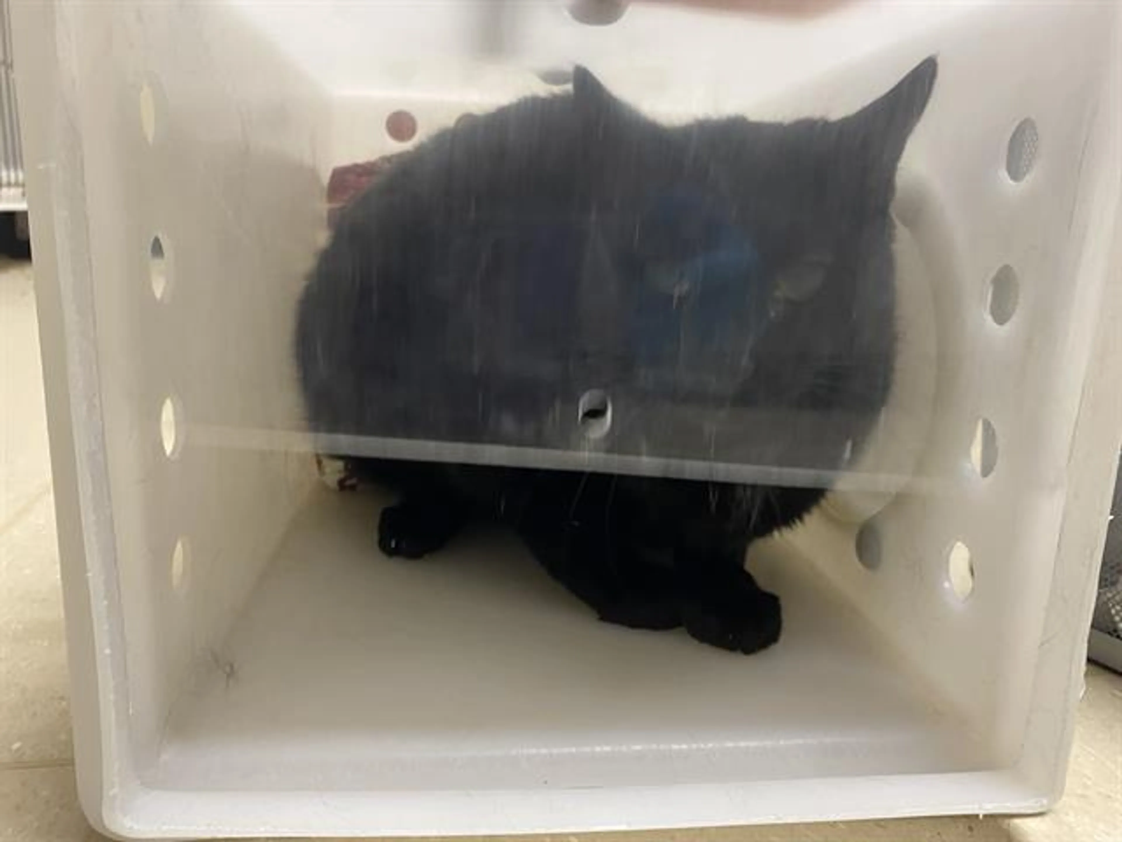 Found pet