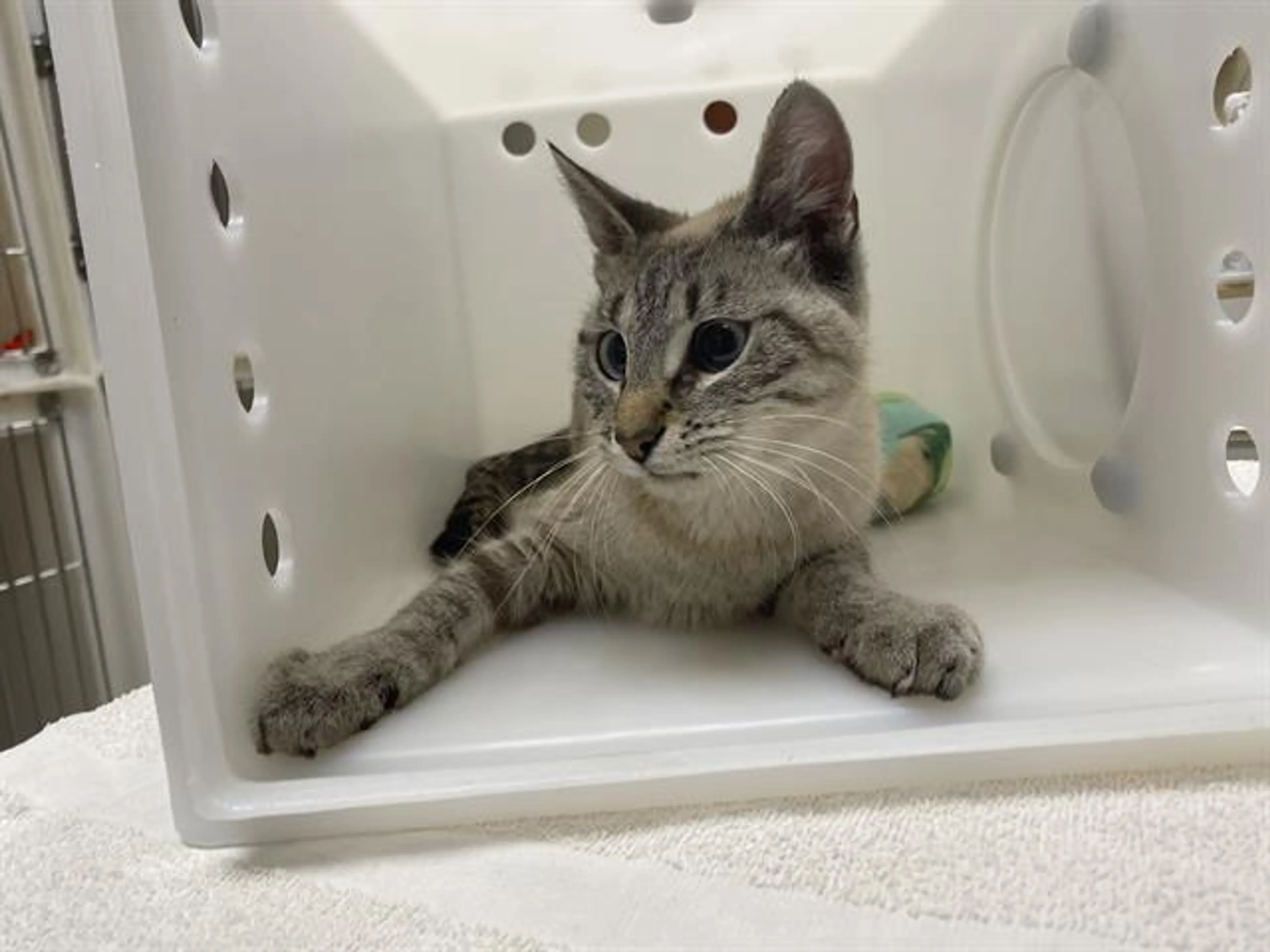 Found pet