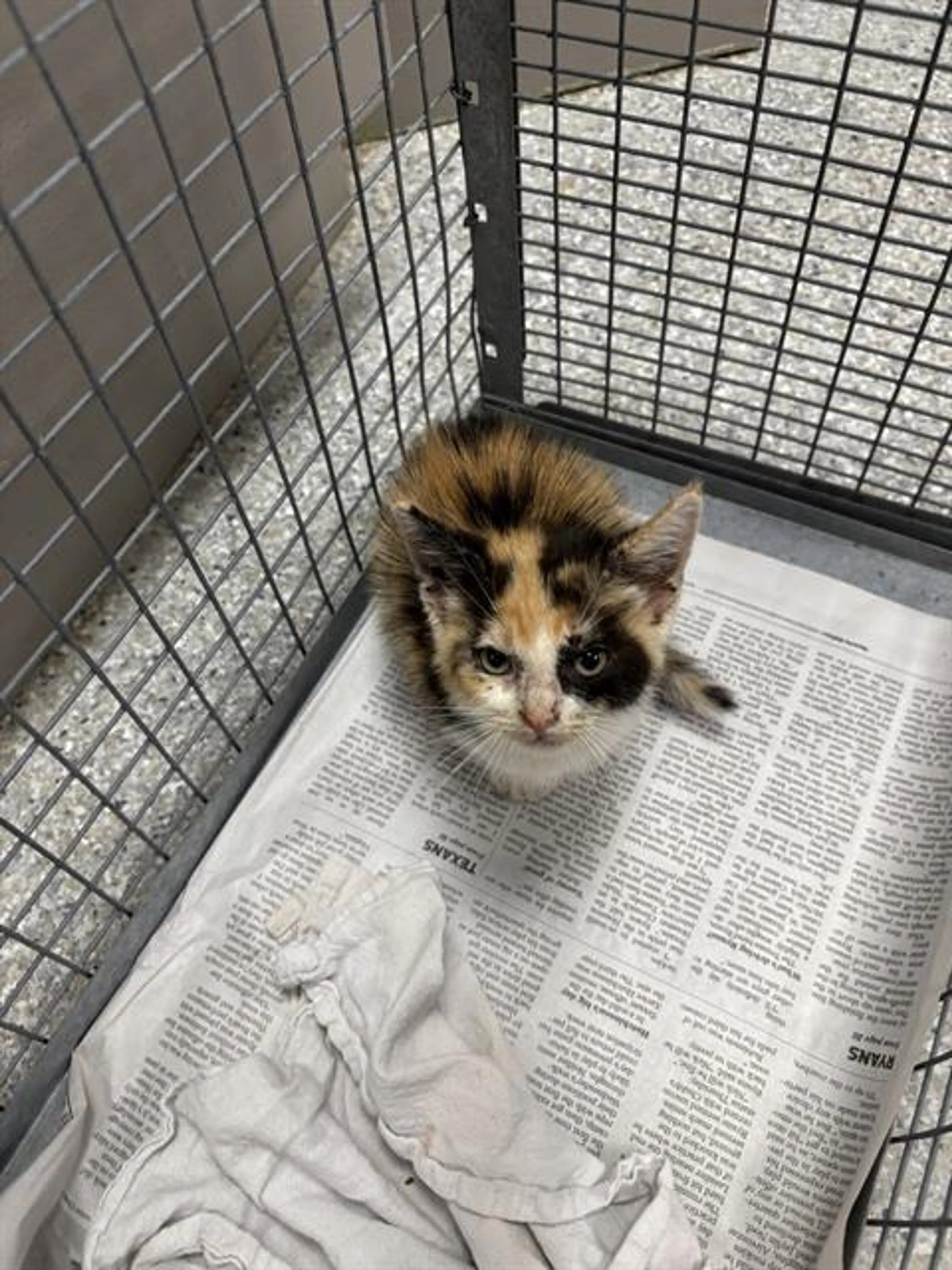 Found pet
