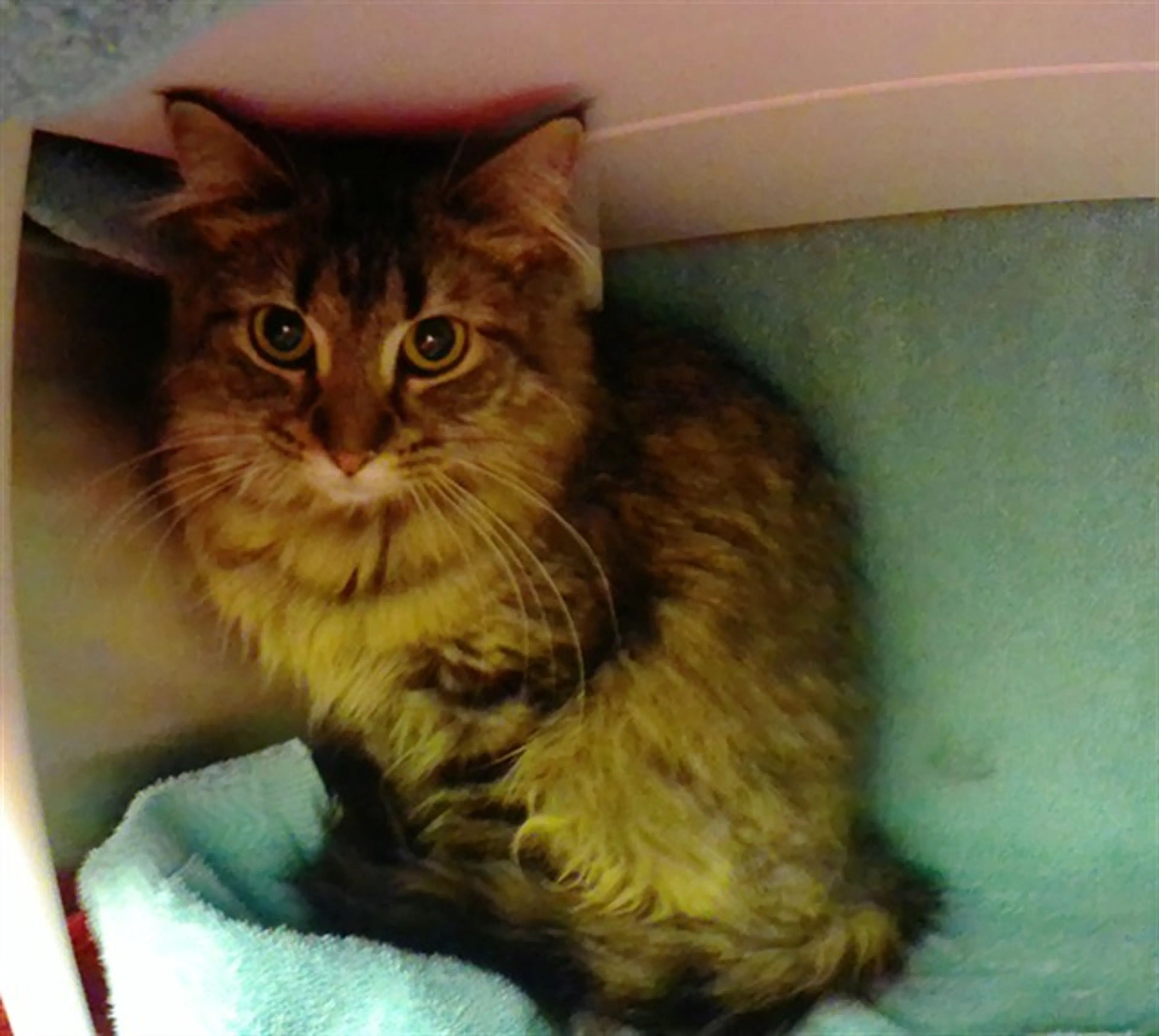 Found pet