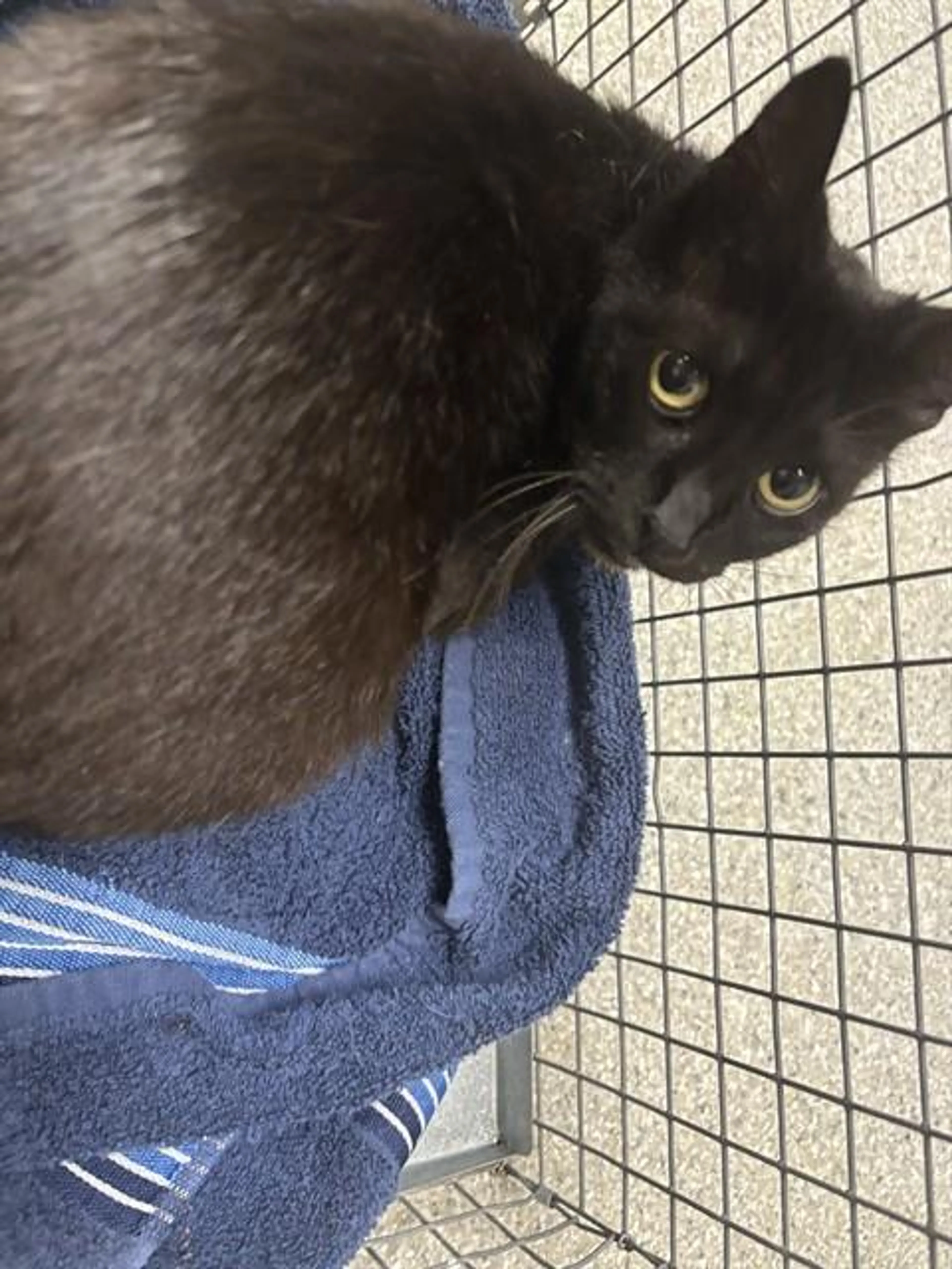 Found pet