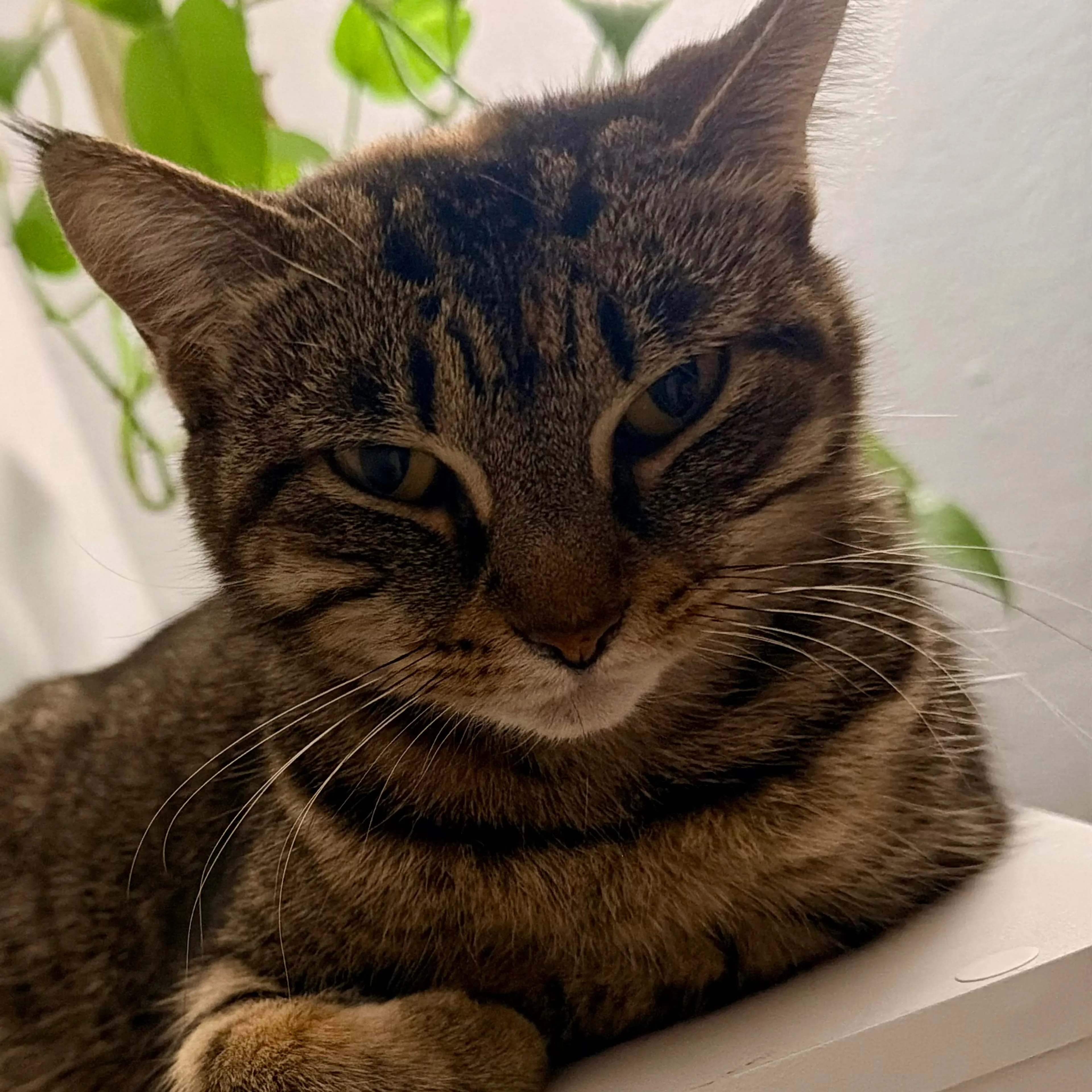 Lost pet-2