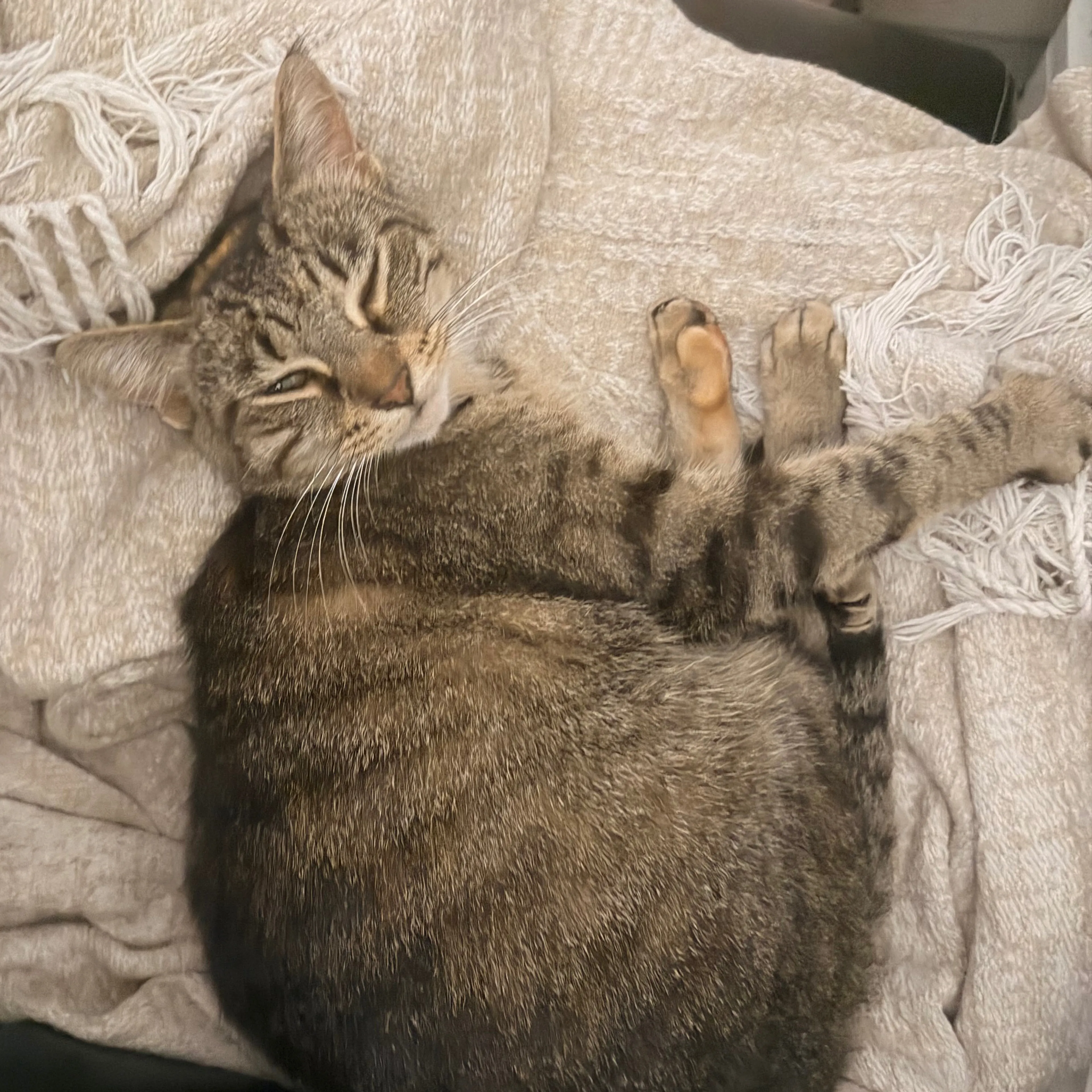 Lost pet-3