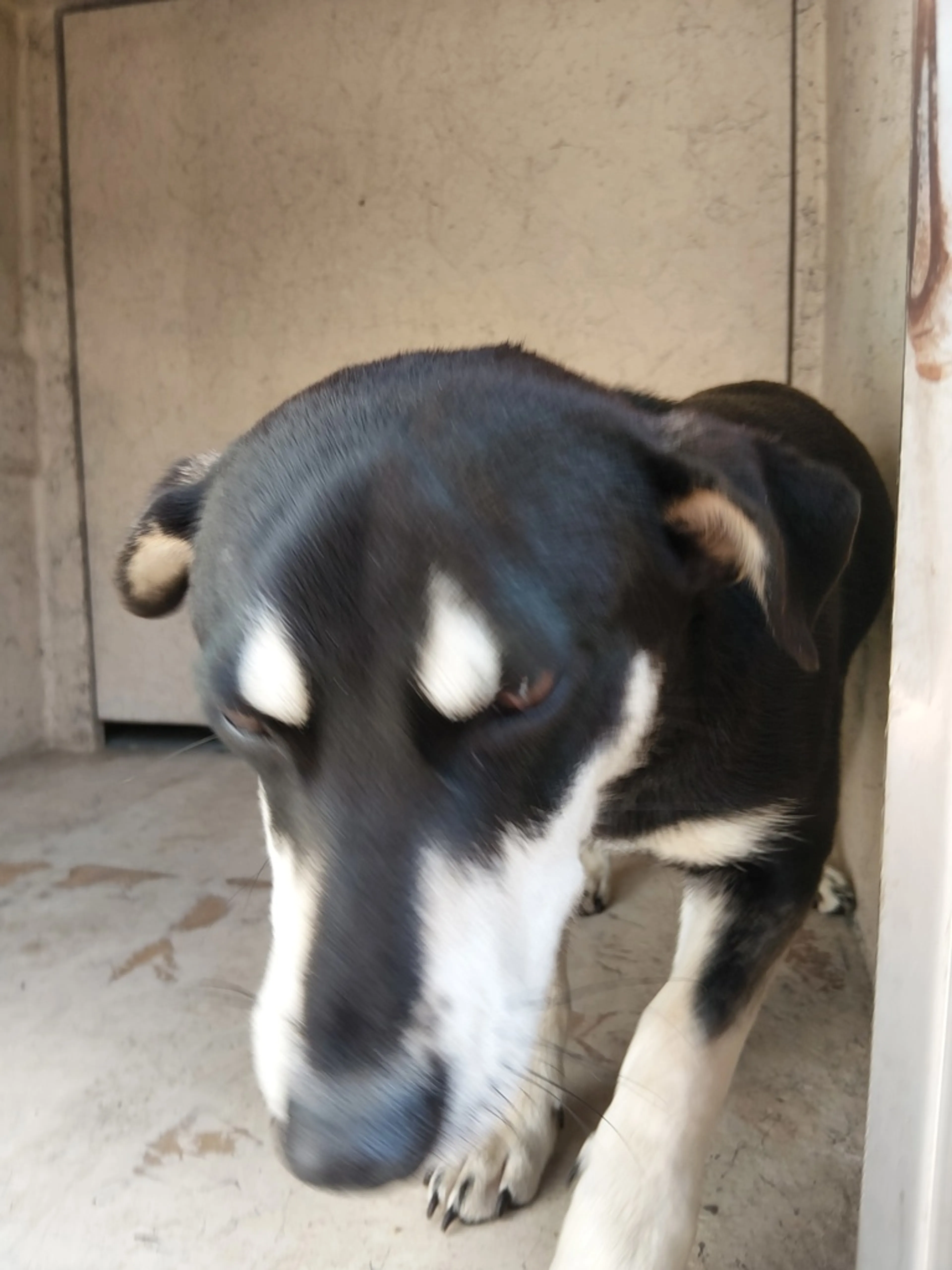 Found pet
