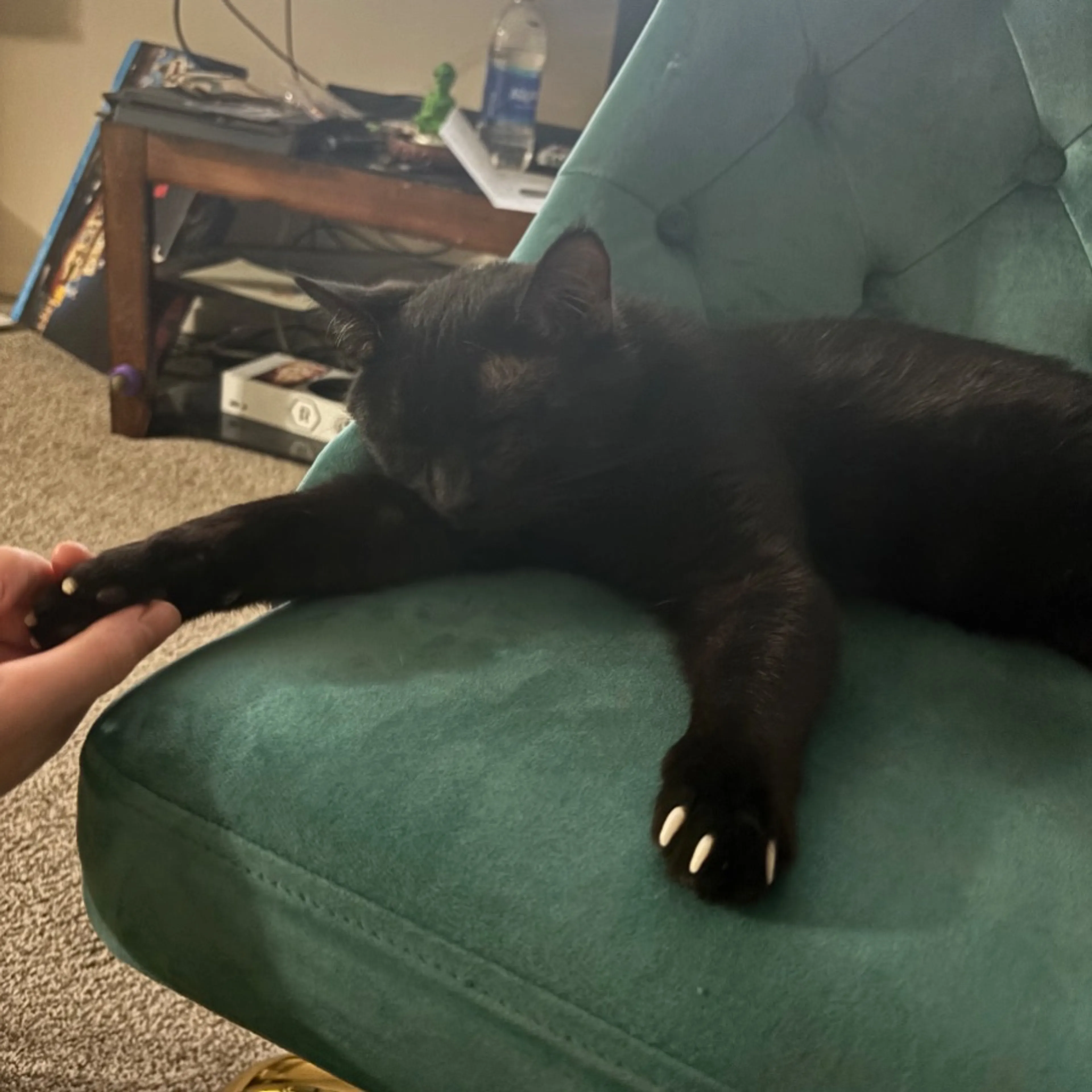 Lost pet