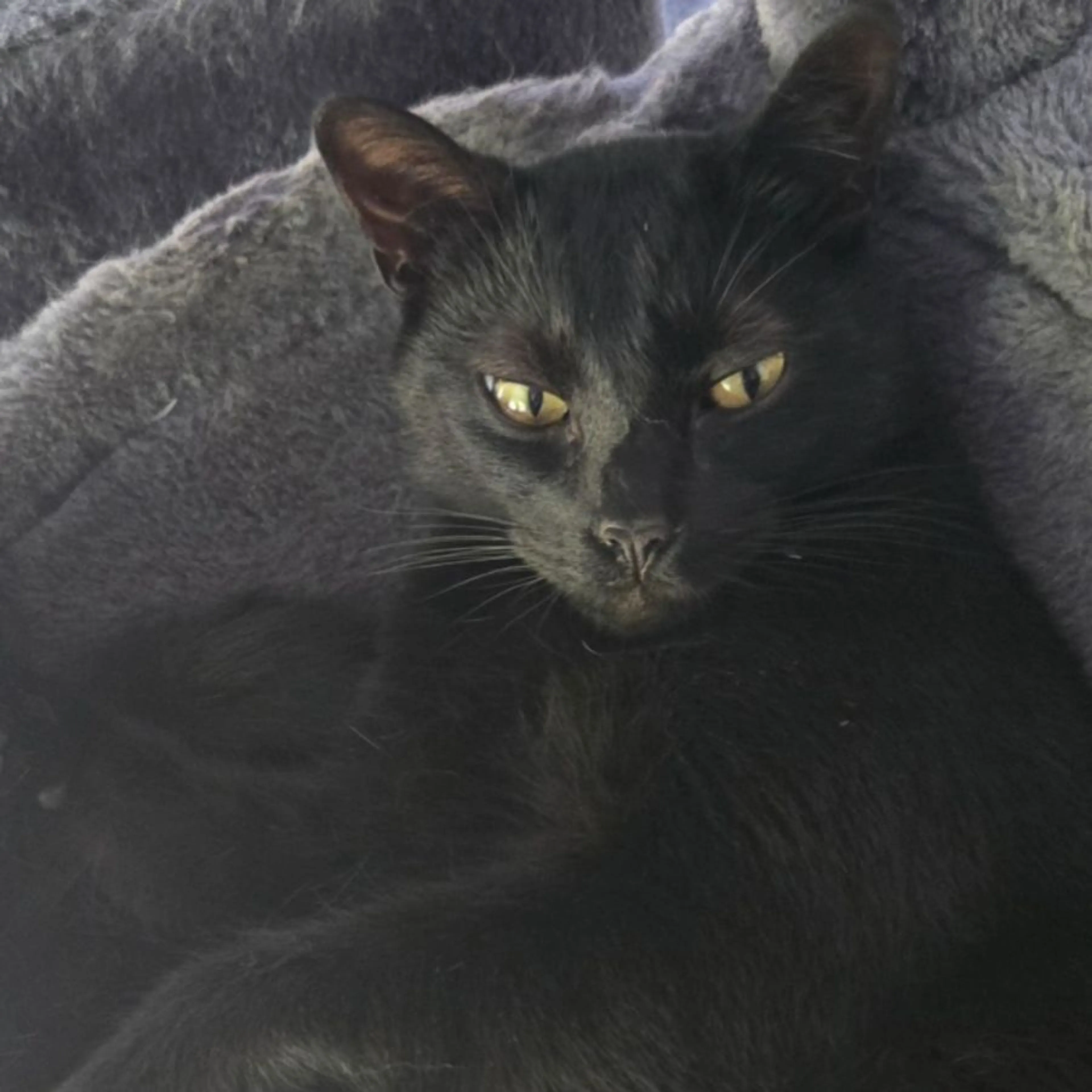 Lost pet-0