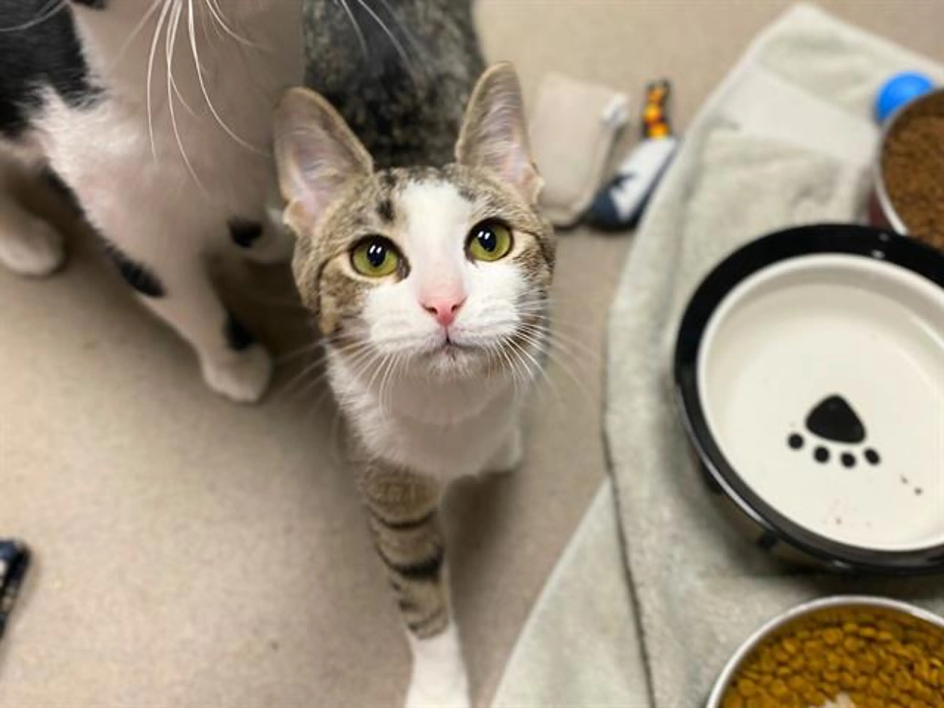Found pet