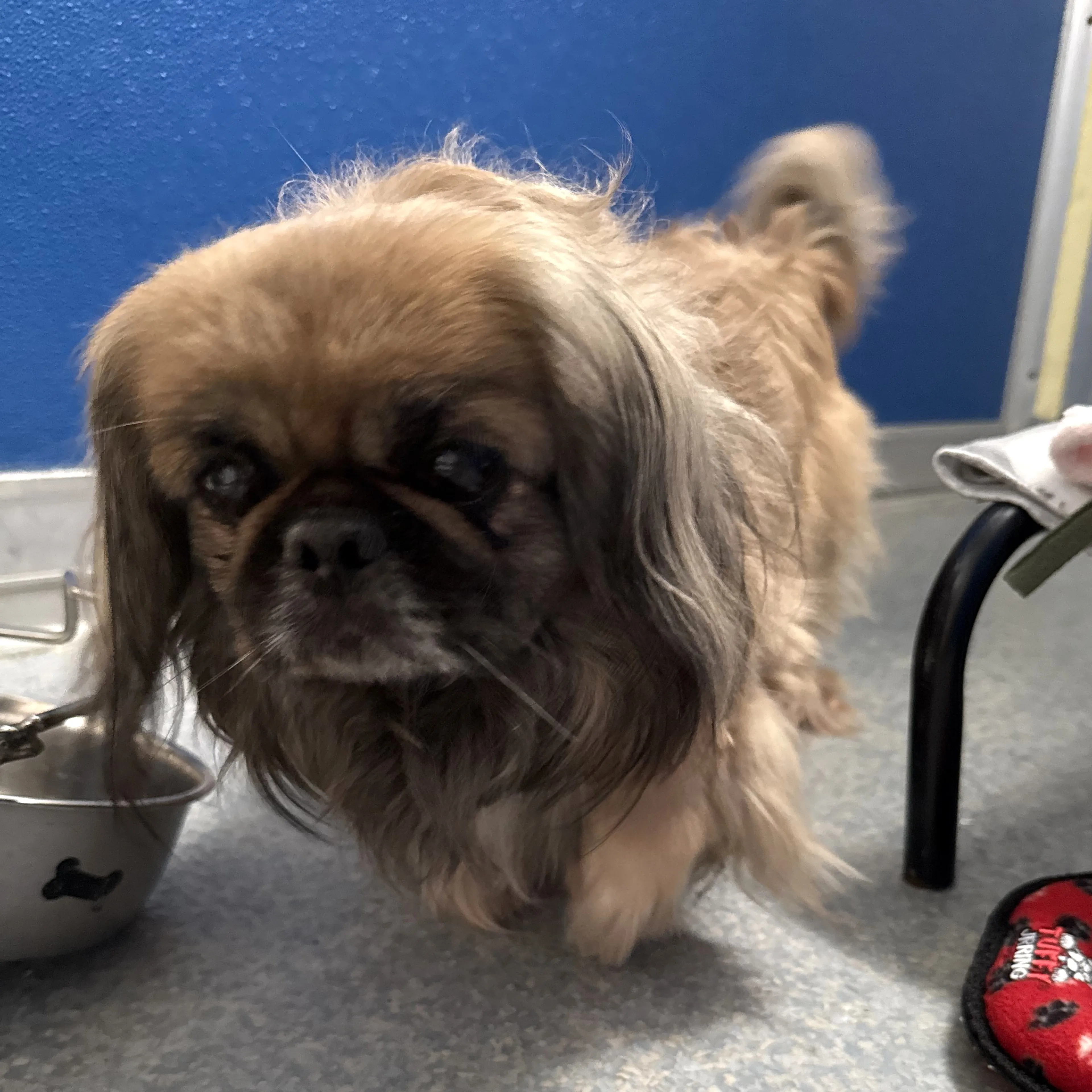 Found pet
