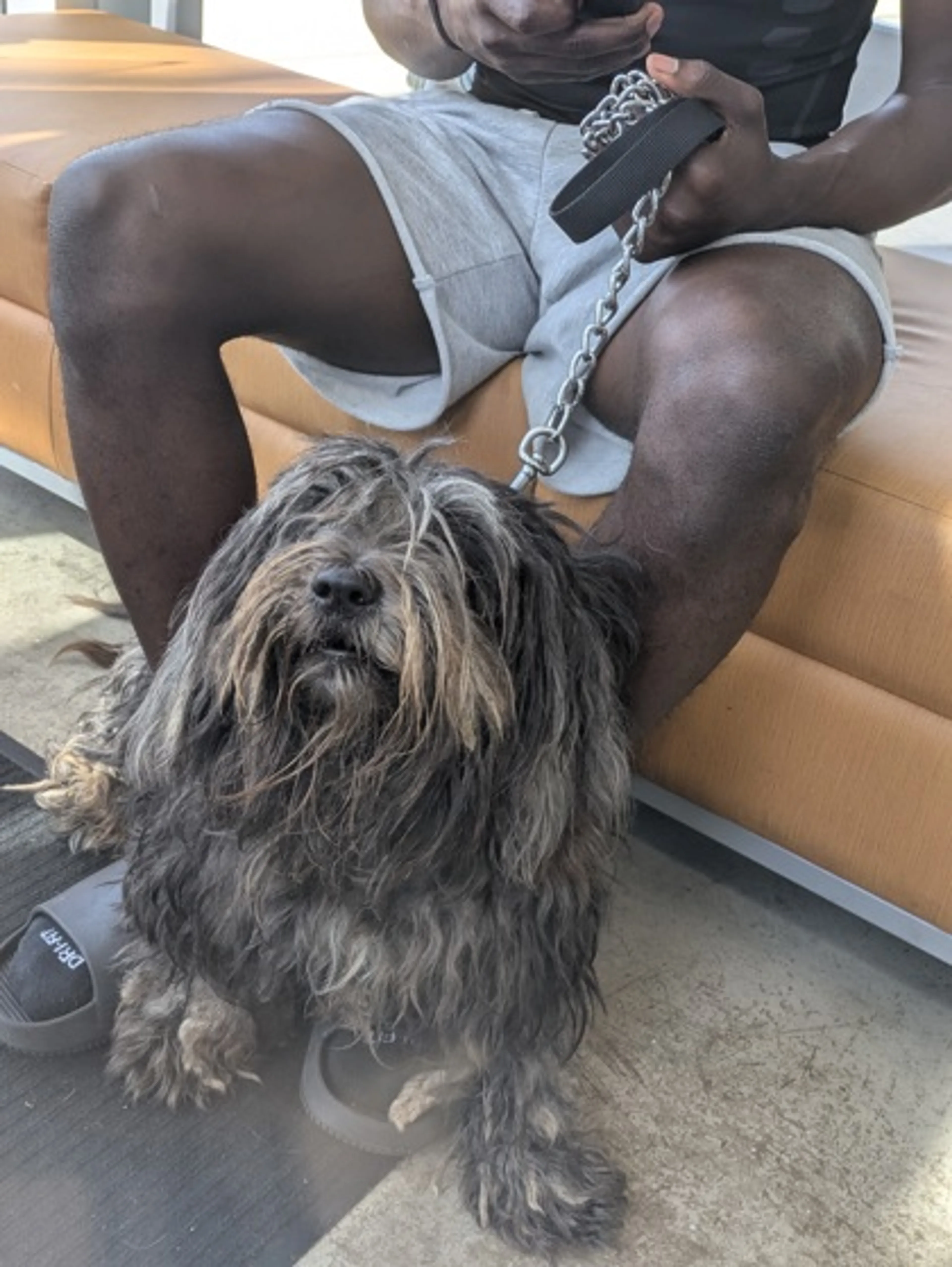 Found pet