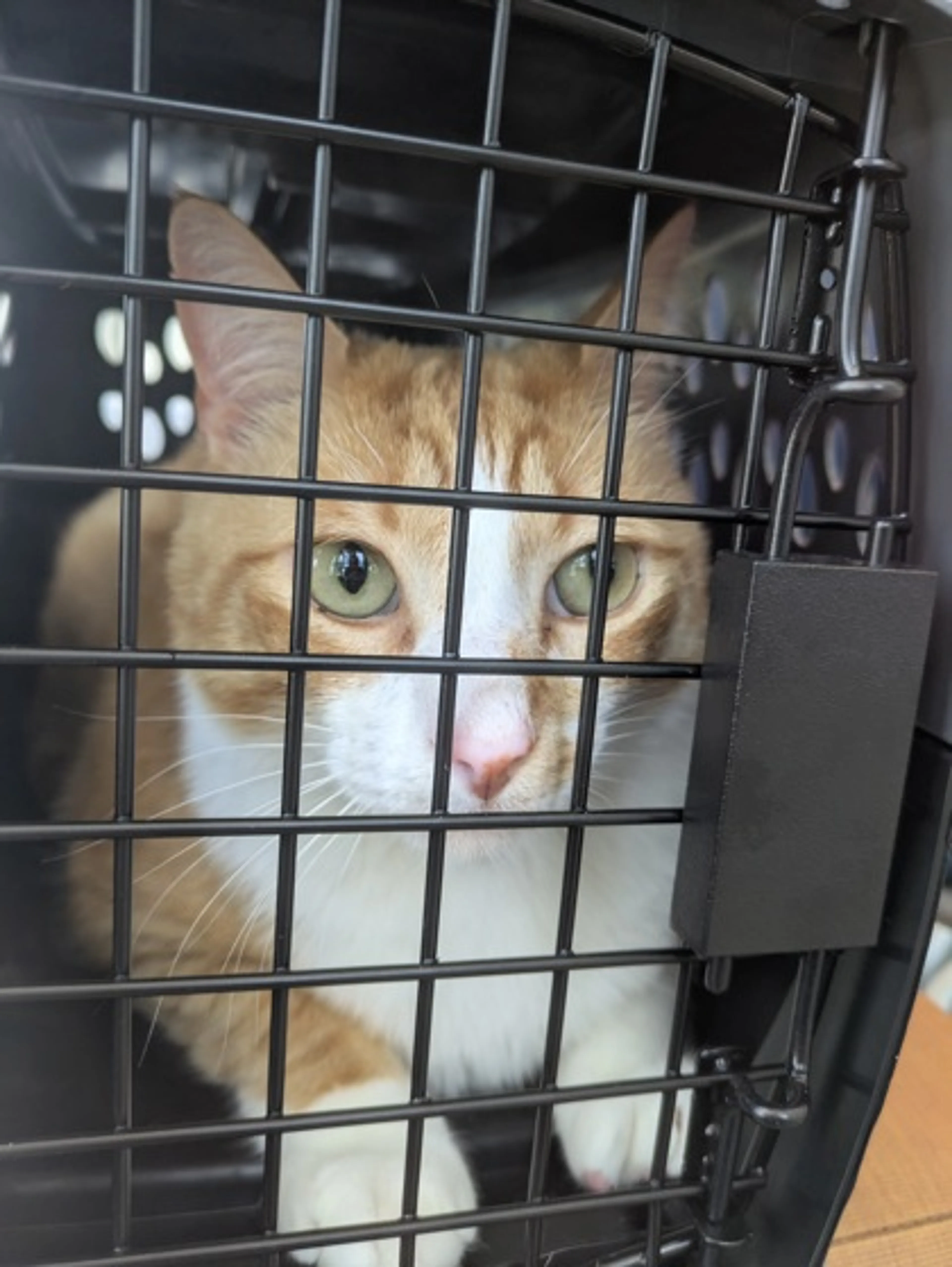 Found pet