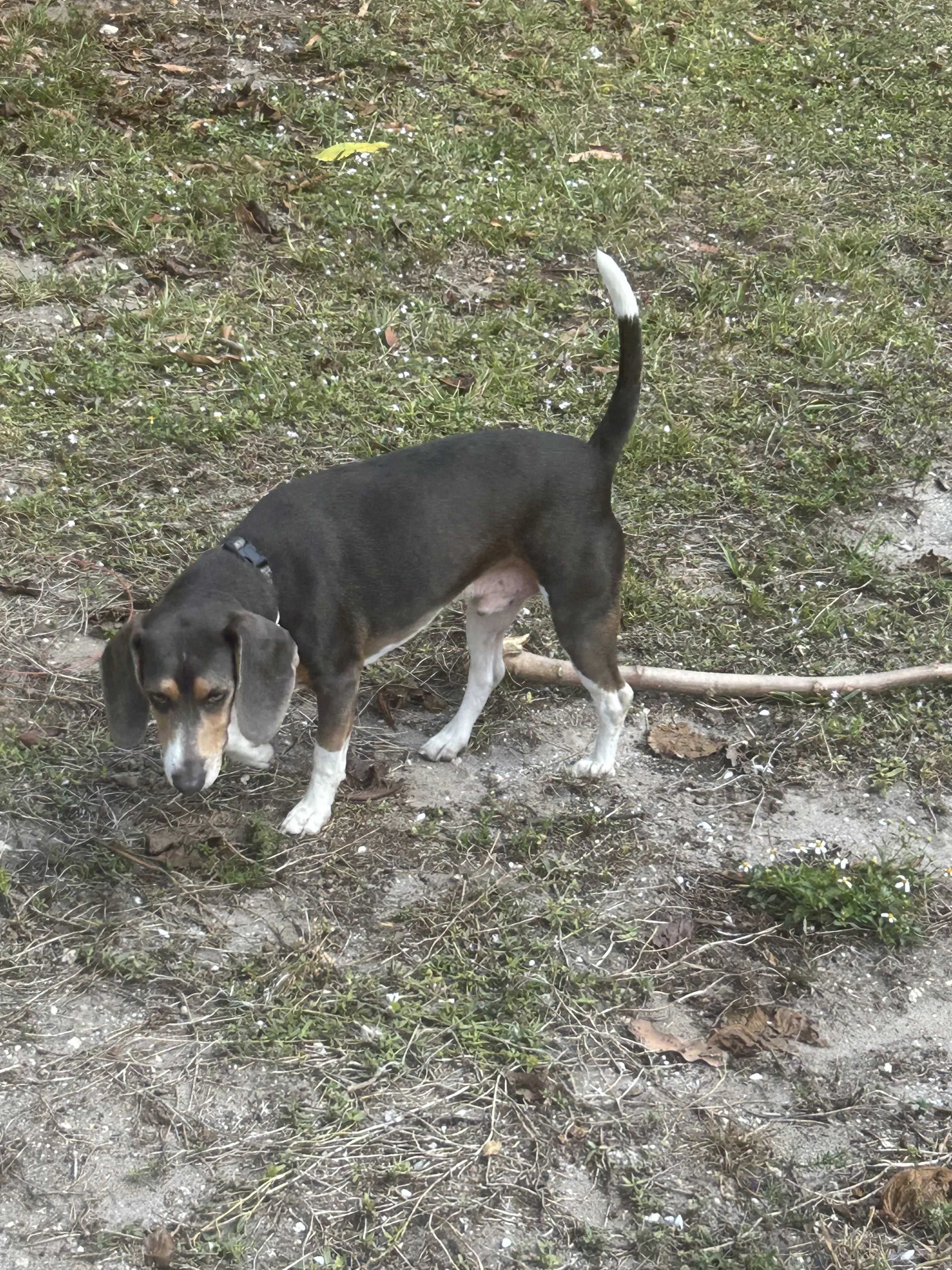 Lost pet-0