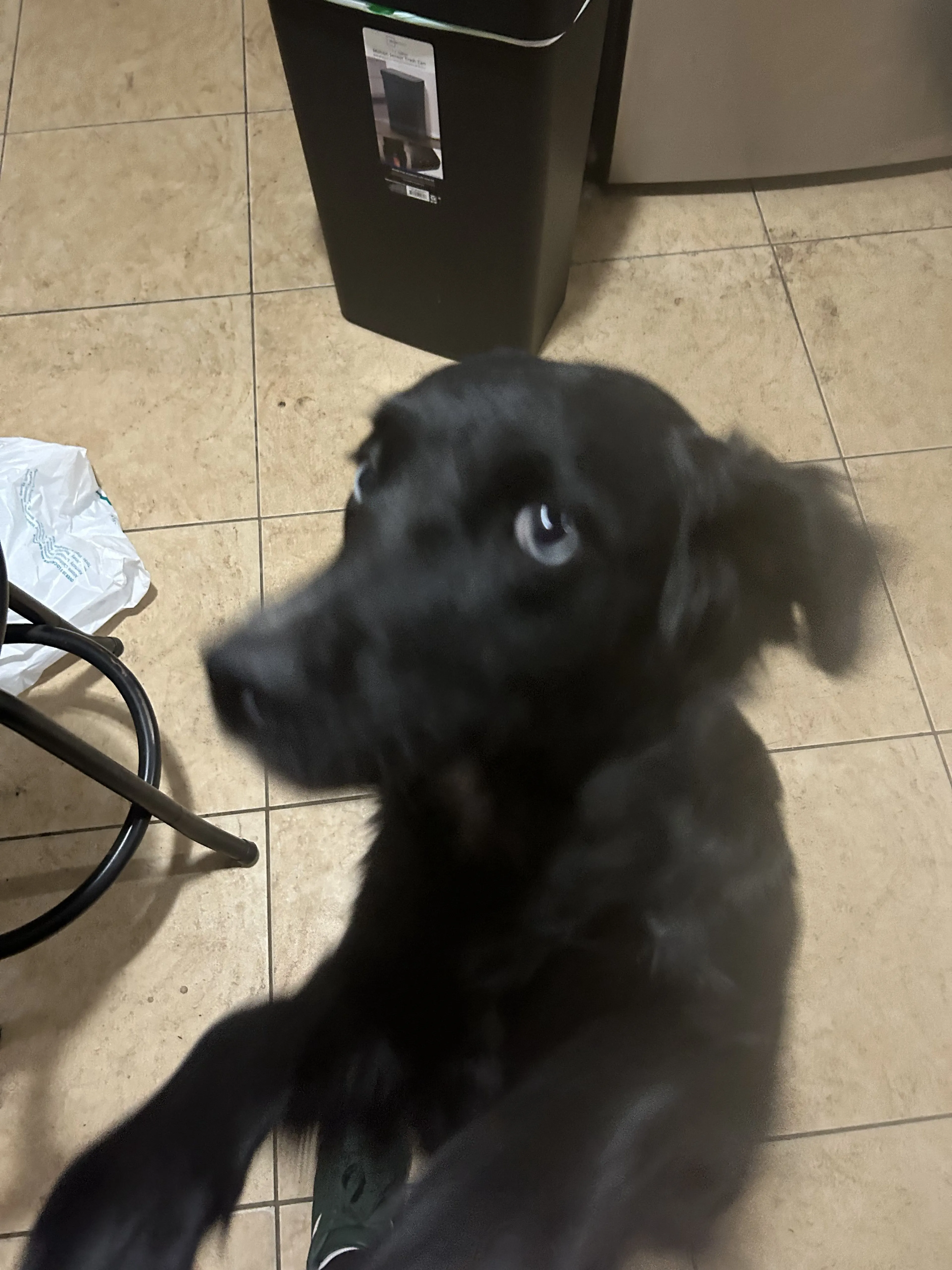Lost pet-1