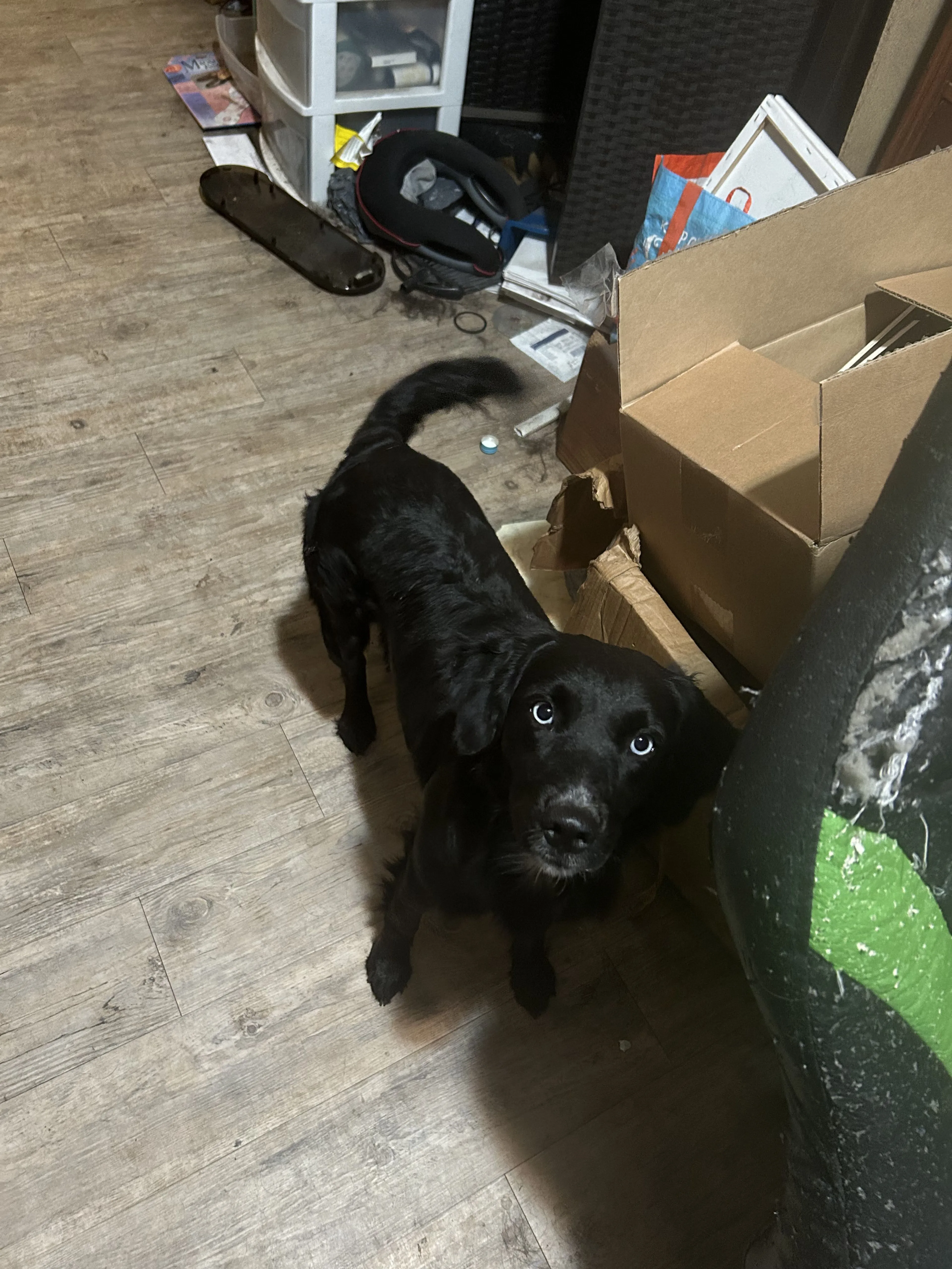 Lost pet-2