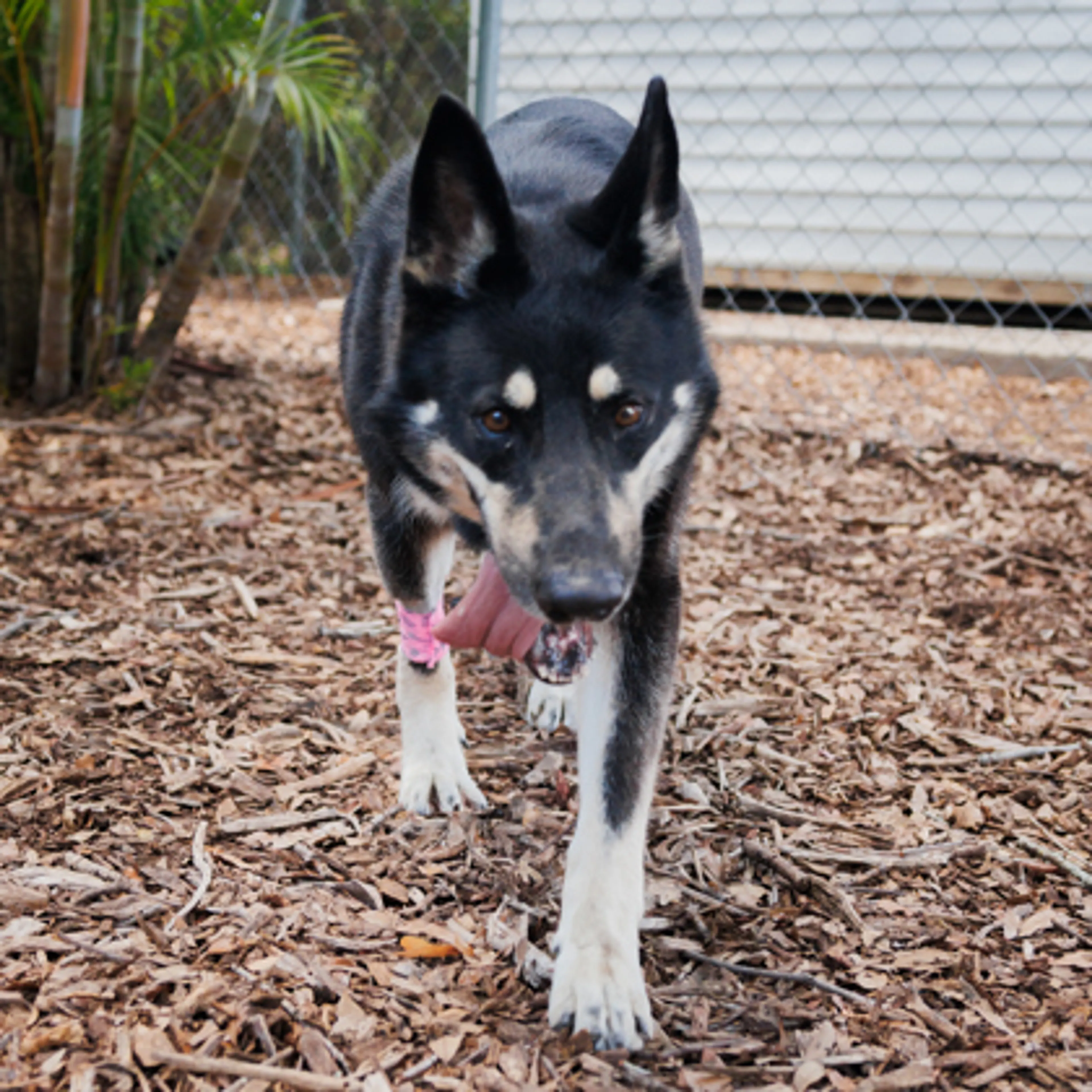 Found pet-1