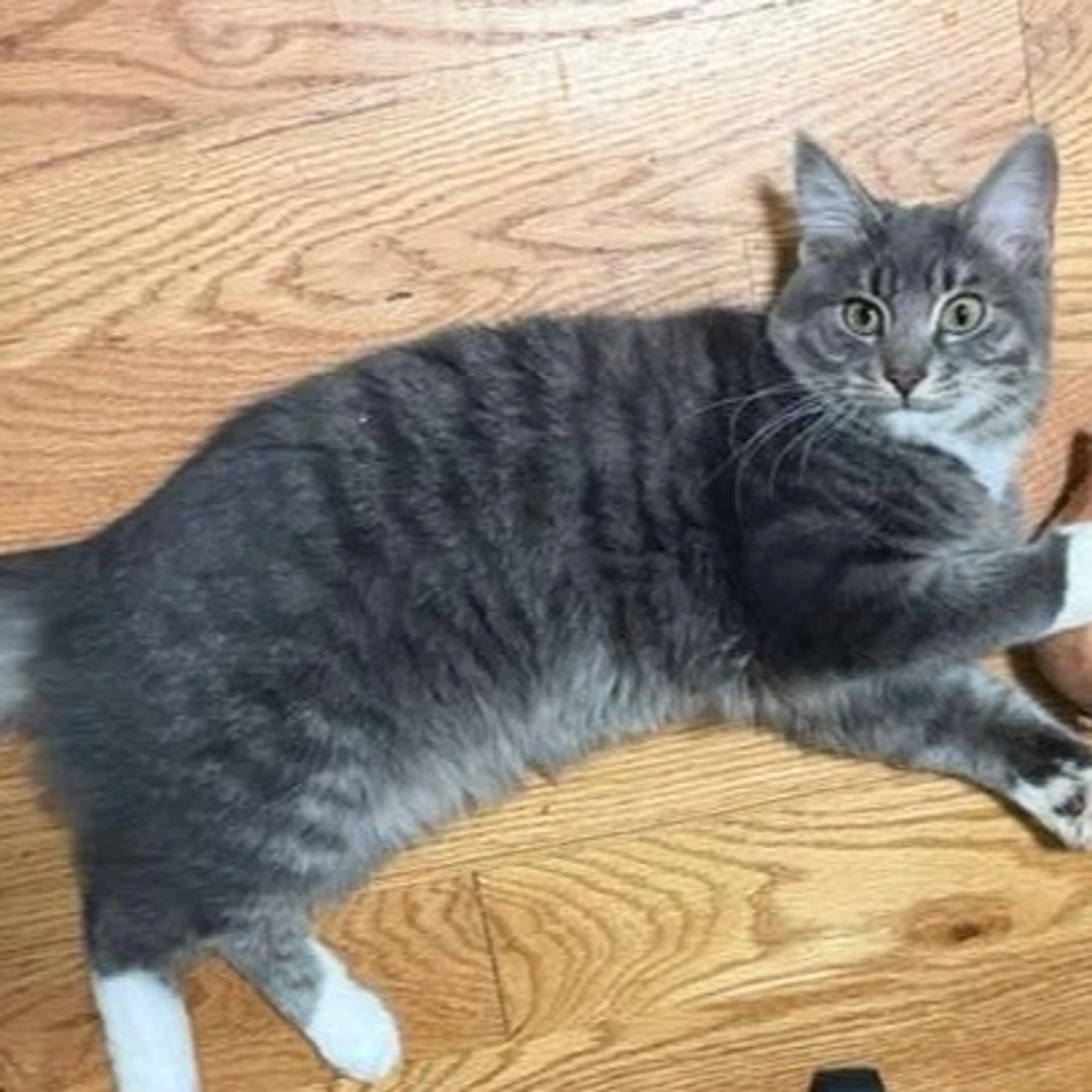 Lost pet