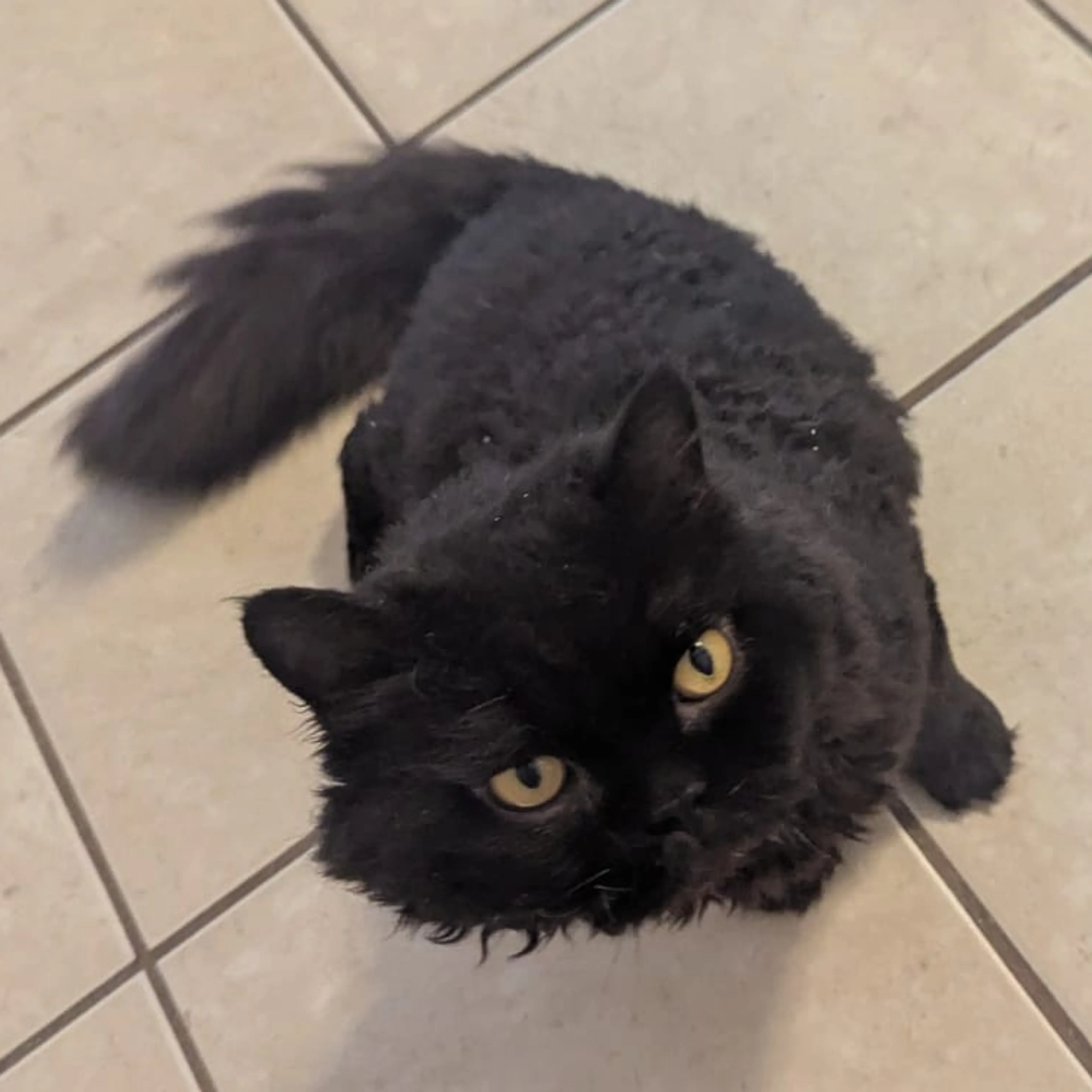 Lost pet-3