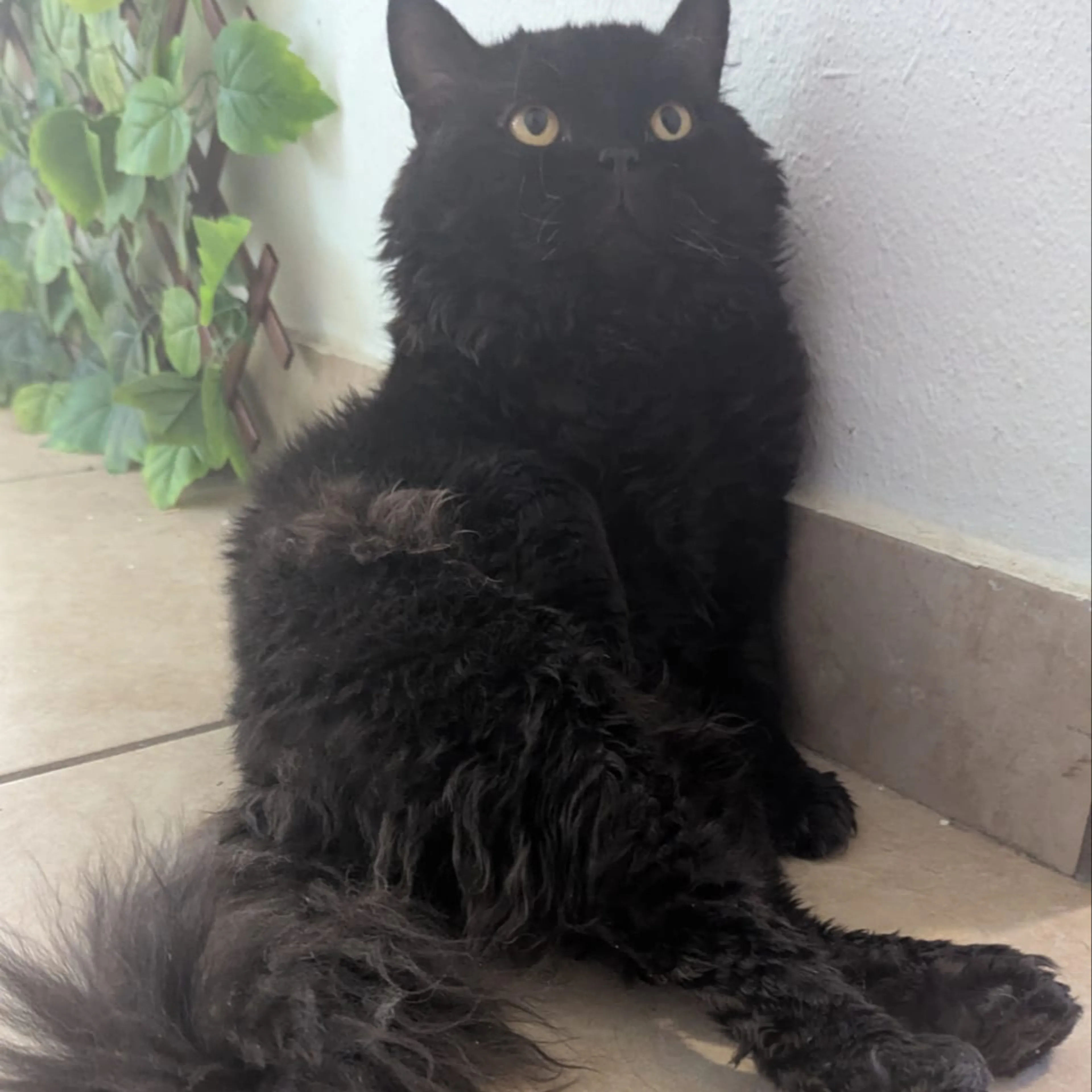 Lost pet-1