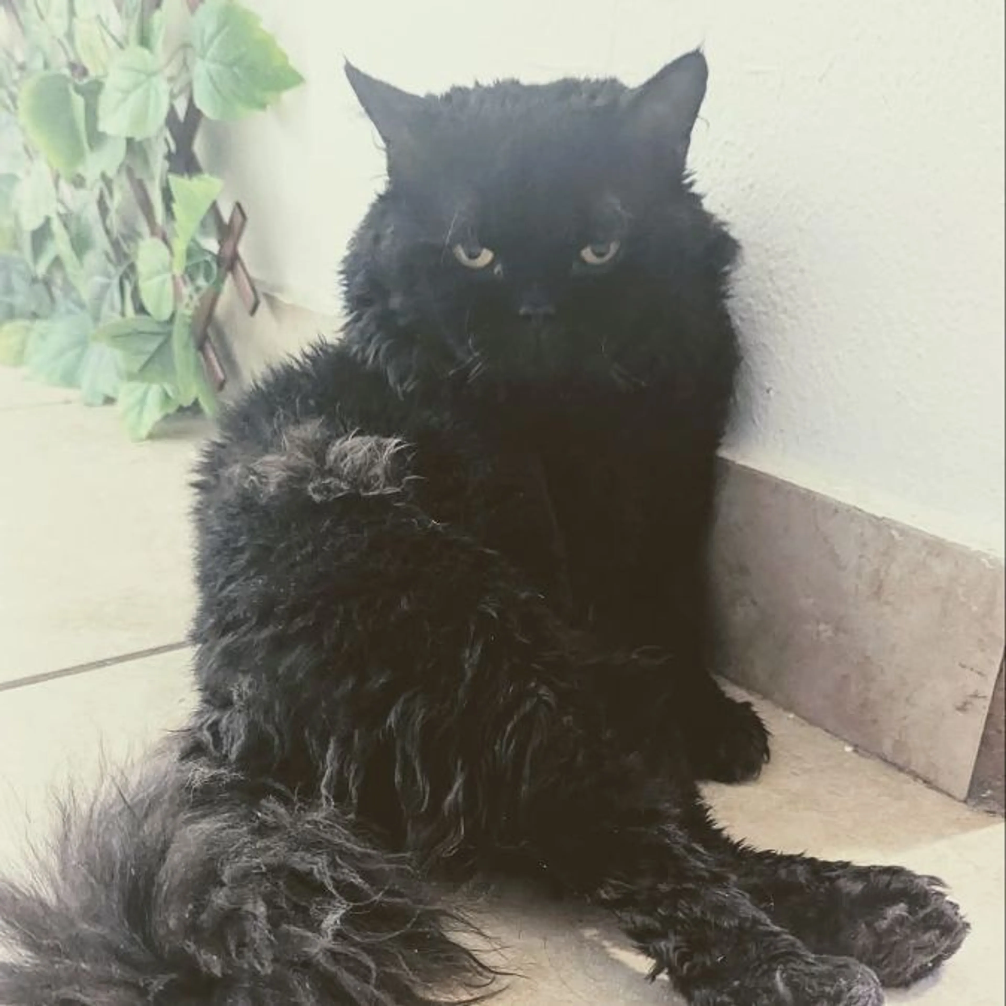 Lost pet-0