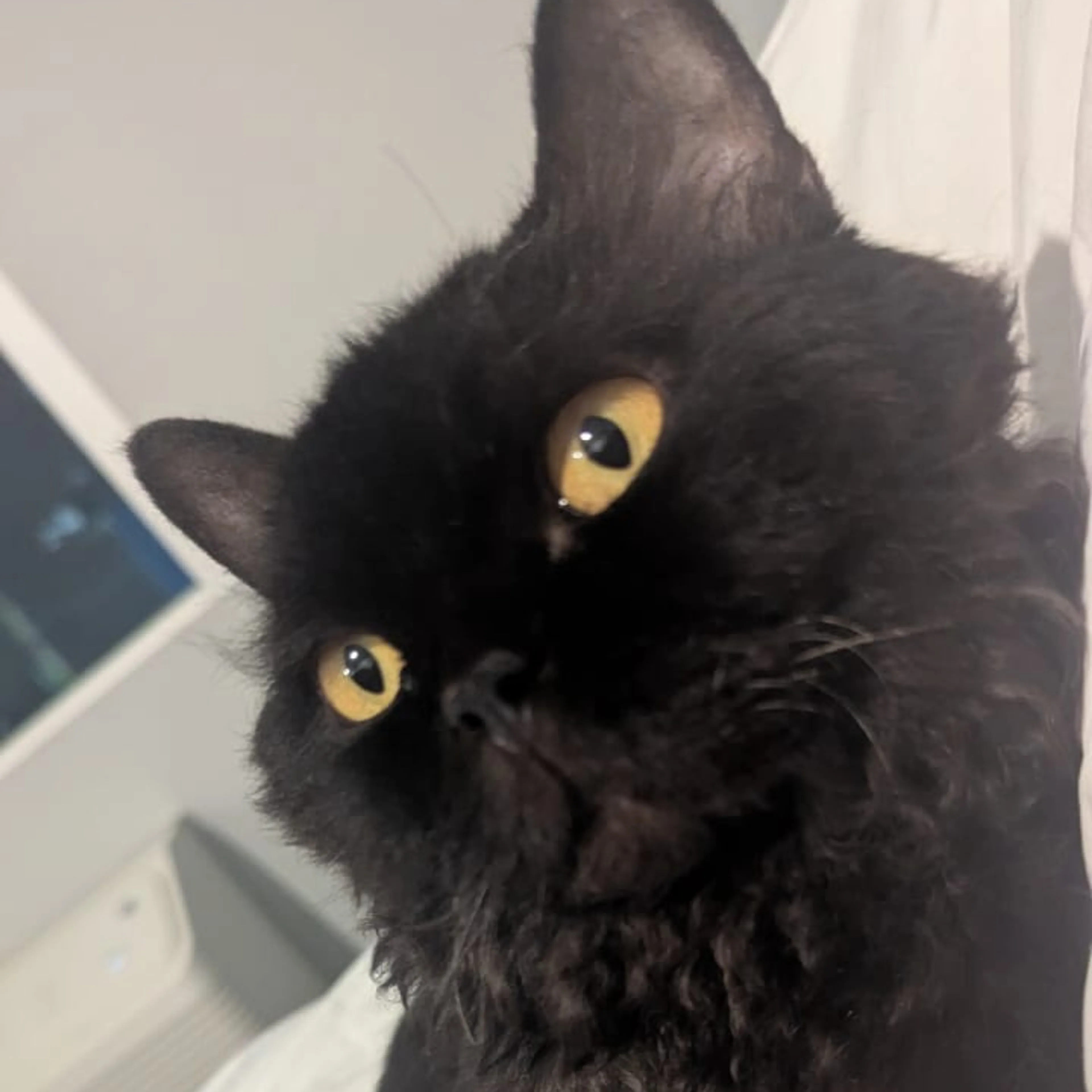 Lost pet-2