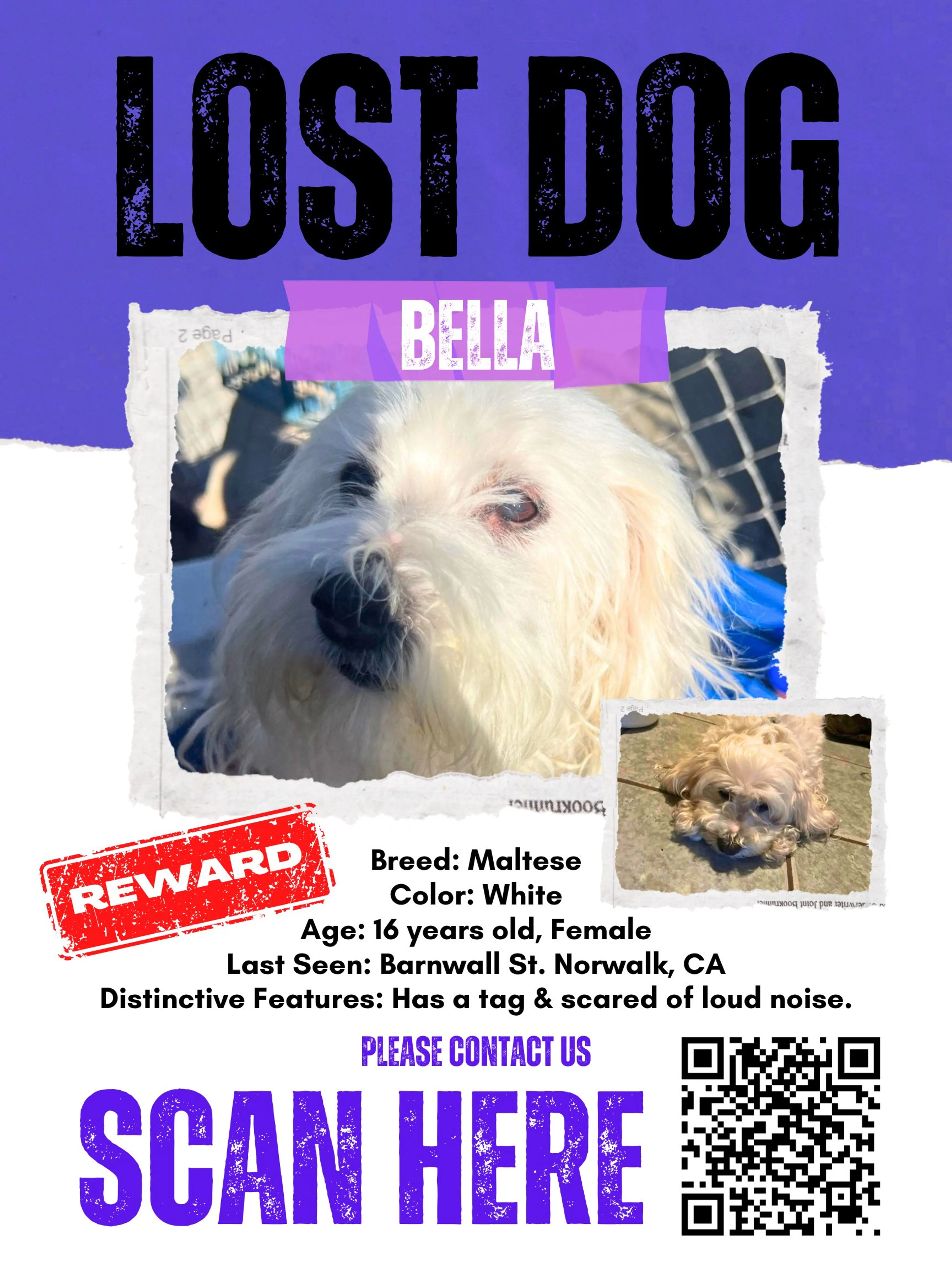 Lost pet