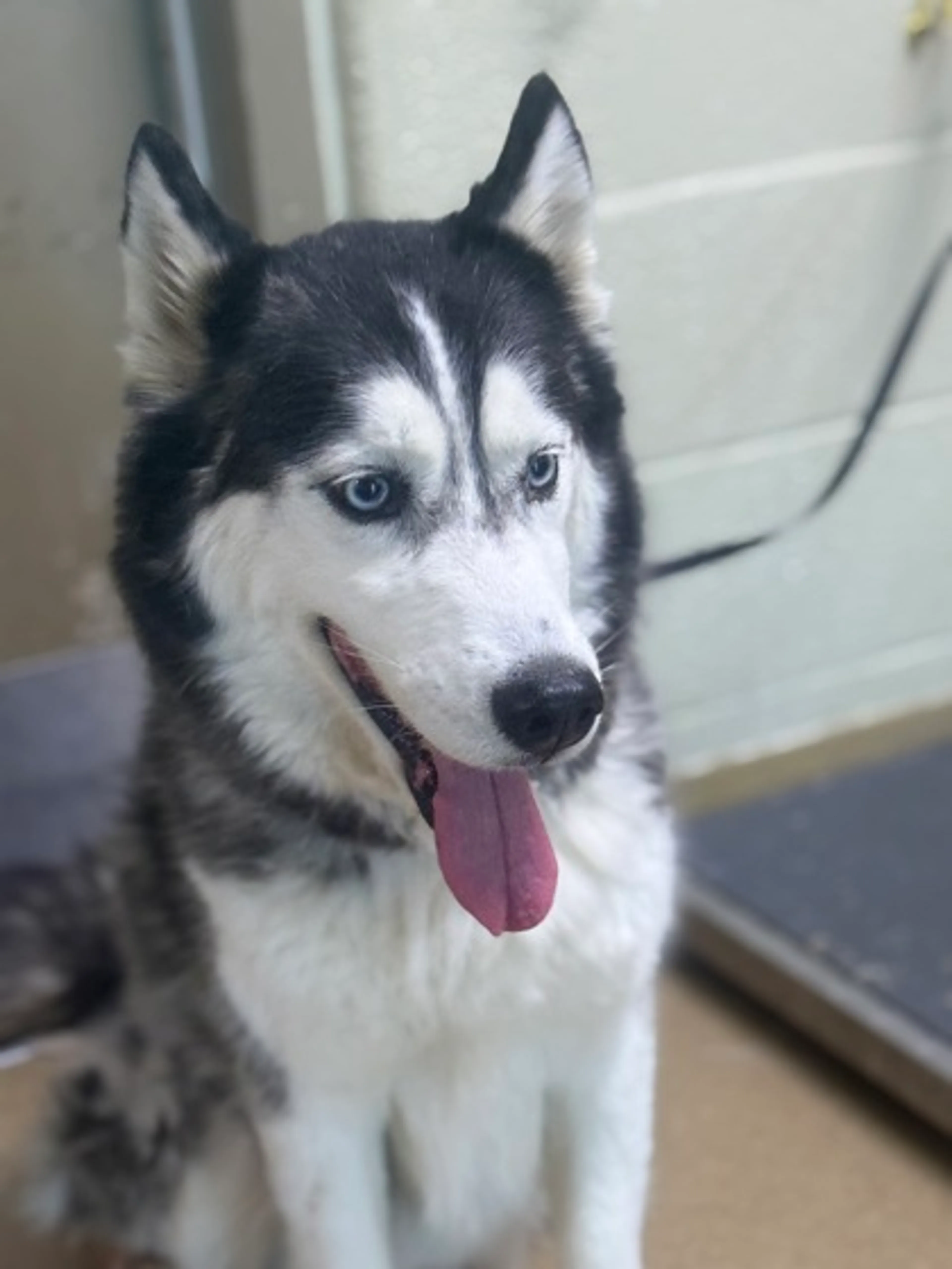 Found pet