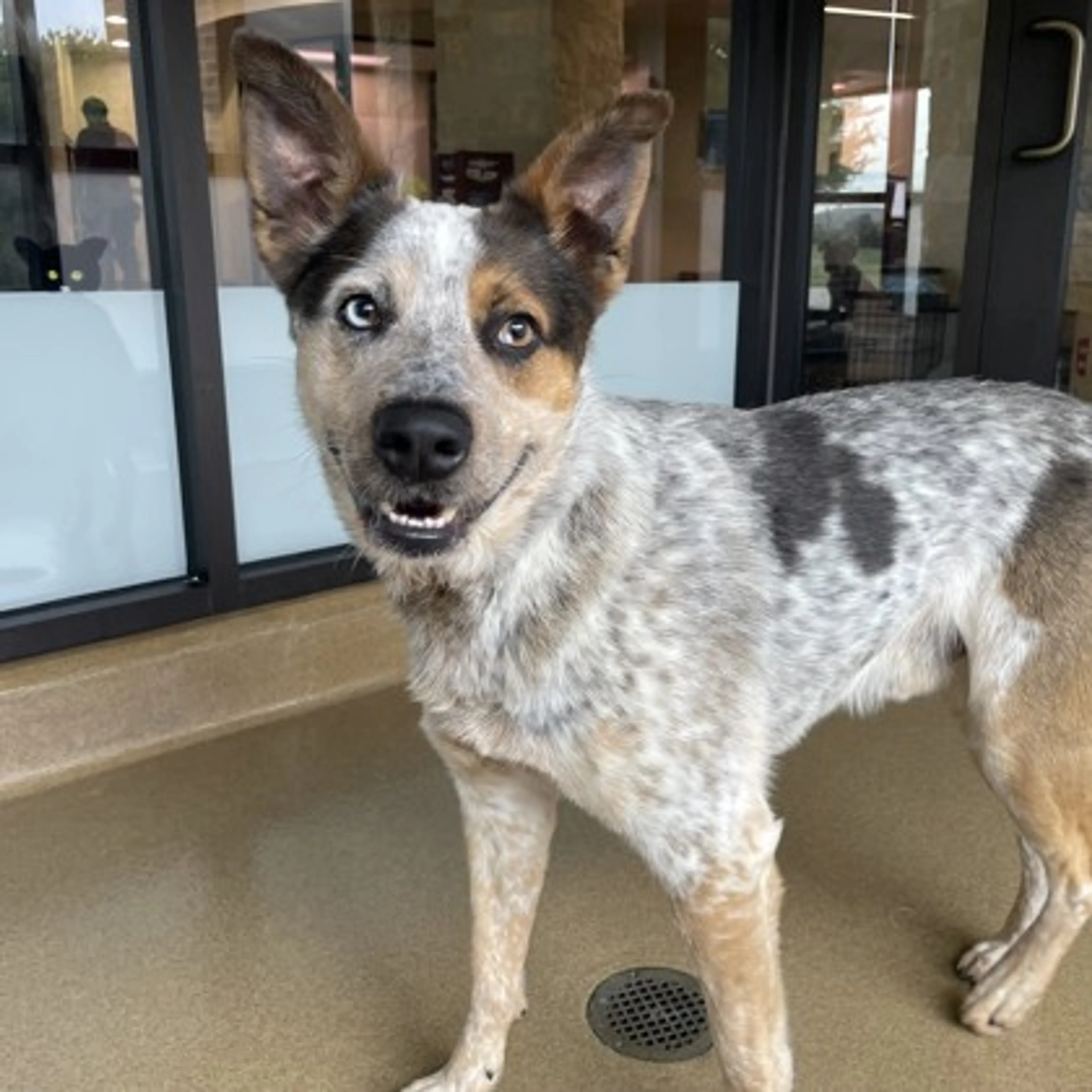 Found pet-2