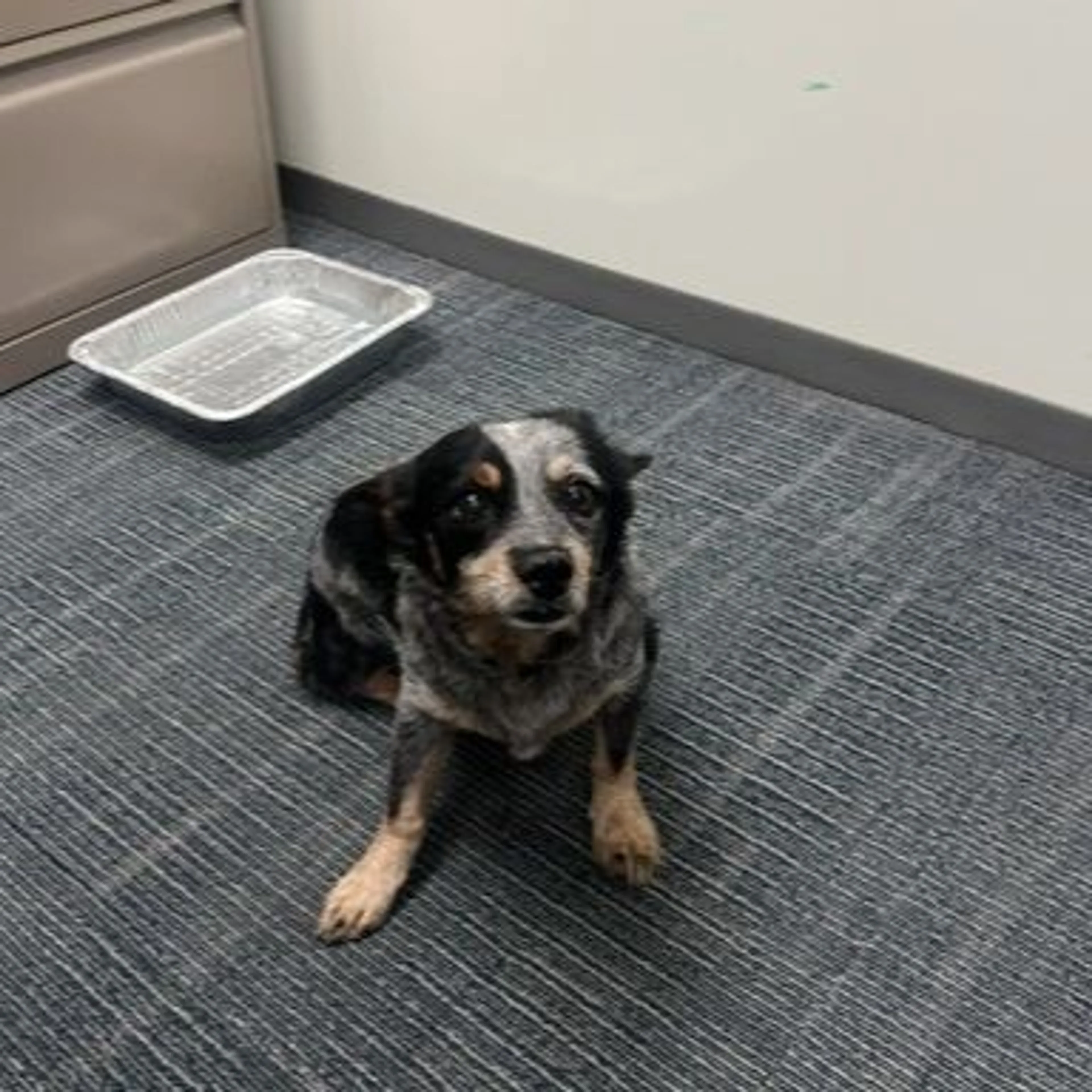 Found pet