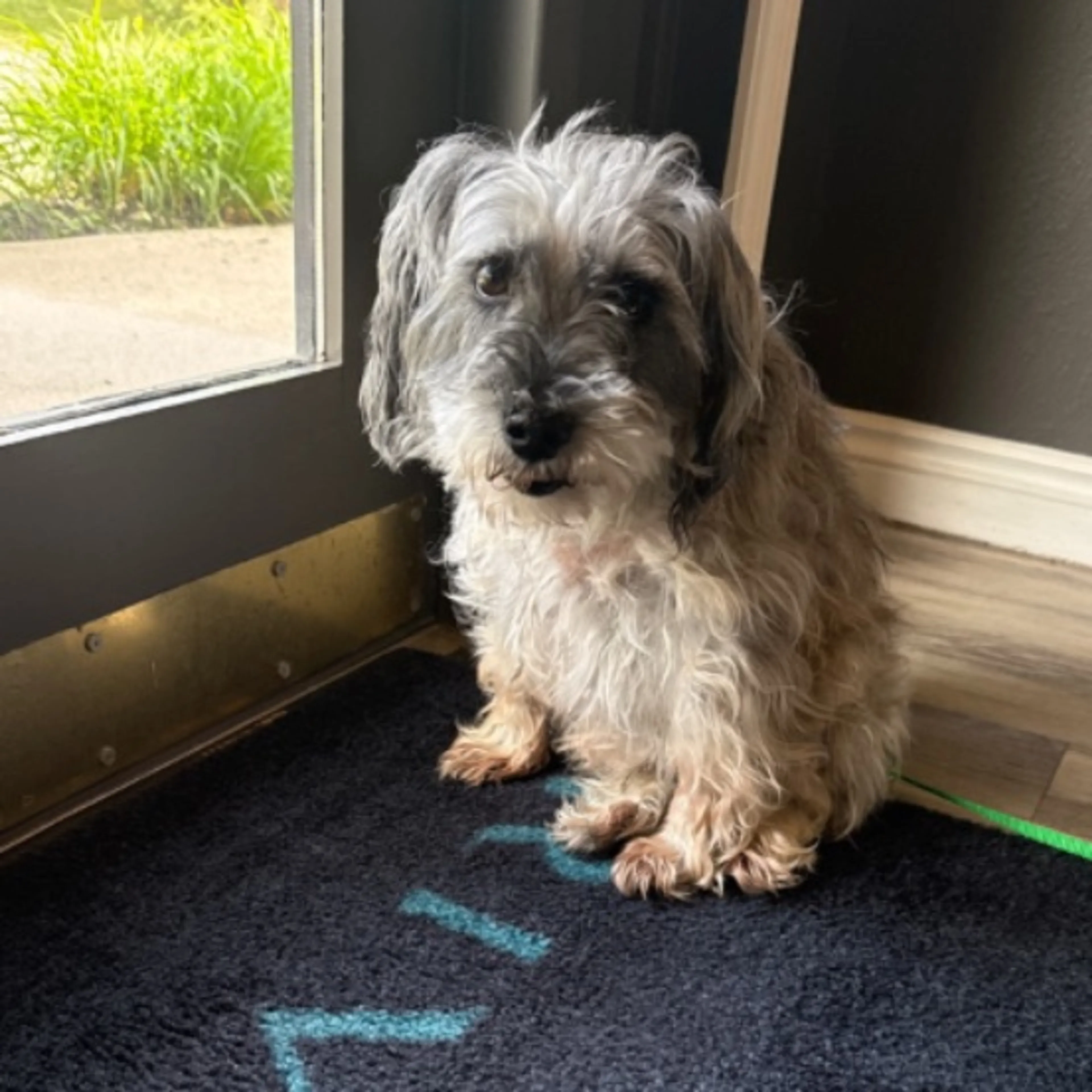 Found pet