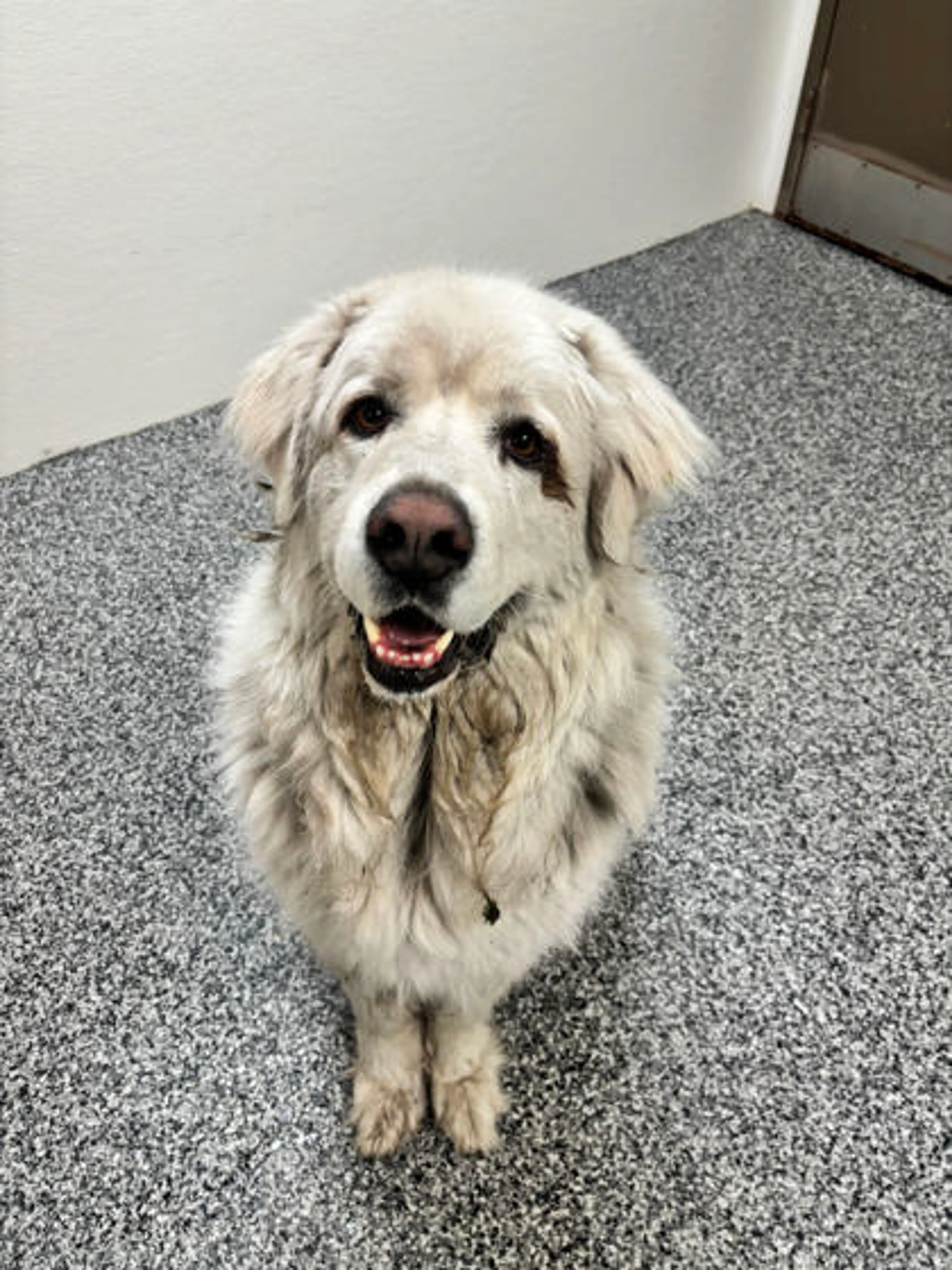 Found pet