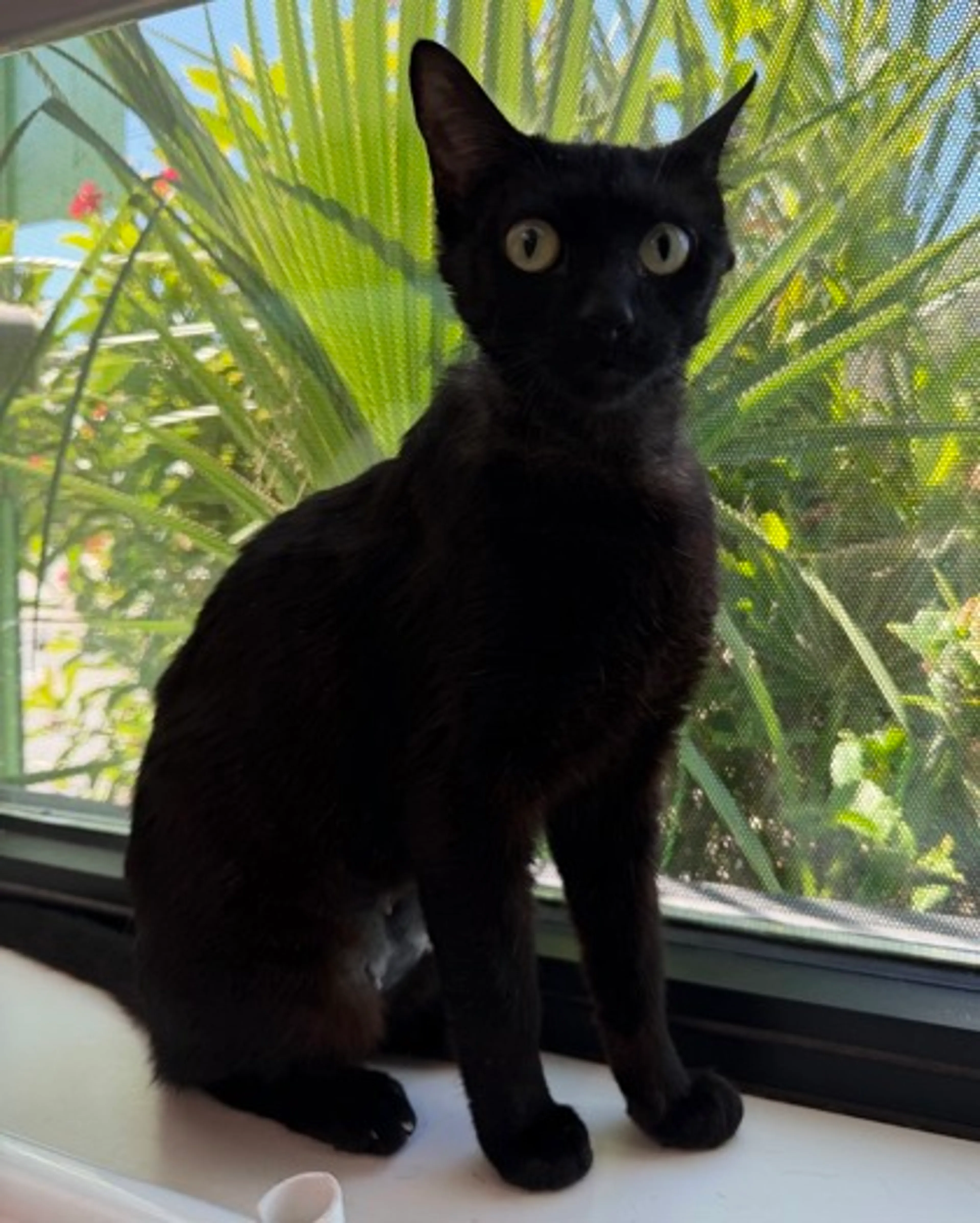 Found pet